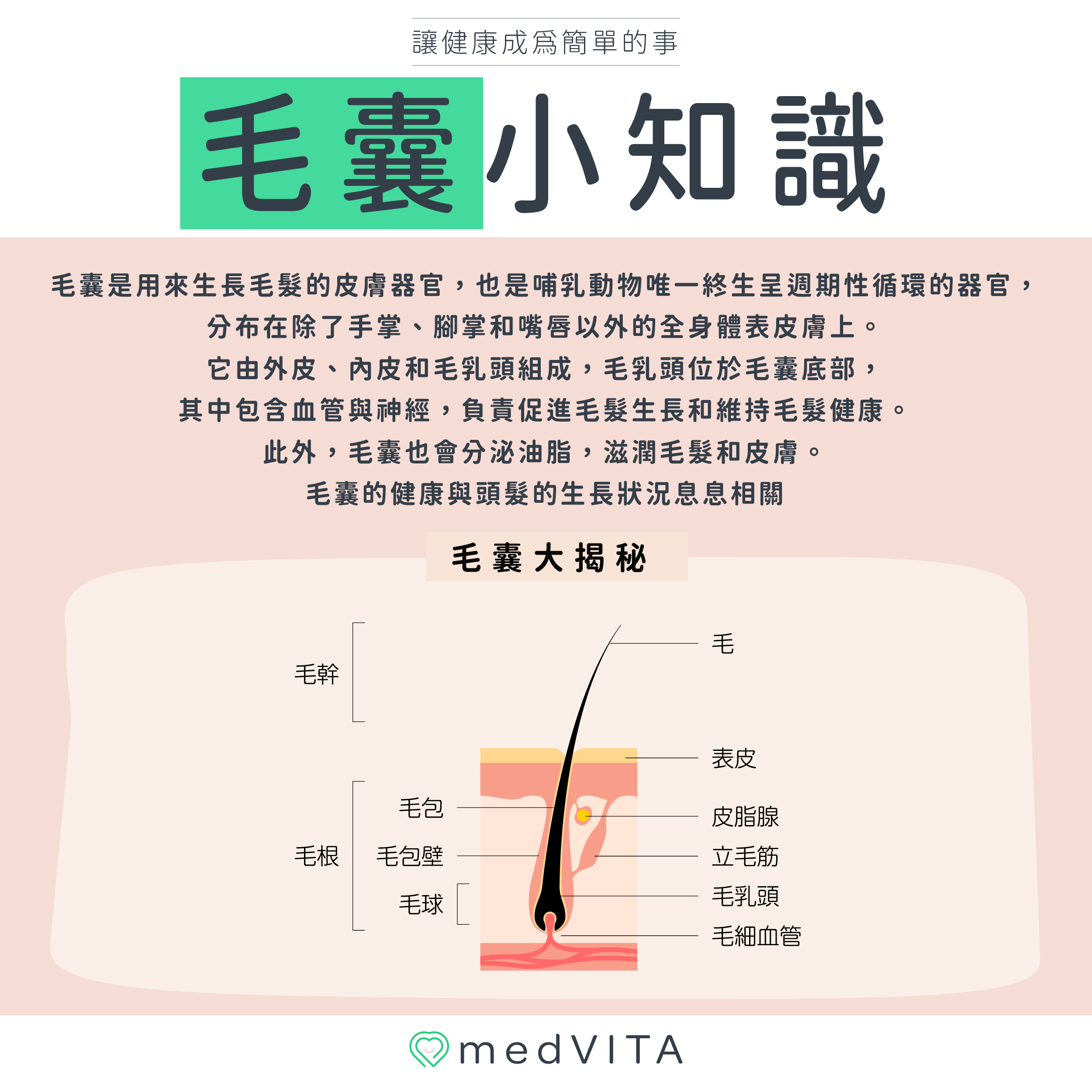 覺㦡medVITA | 毛囊小知識