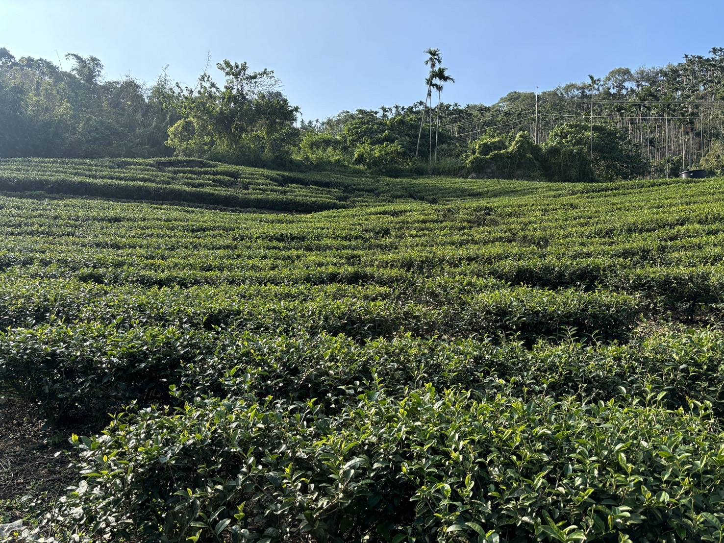 走進茶園，體驗每一杯好茶的故事
