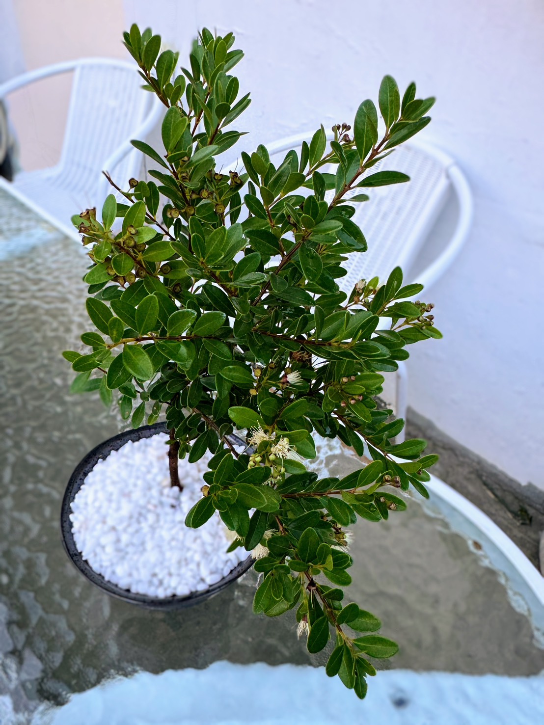 【現場選購】金門赤楠, 小品盆栽