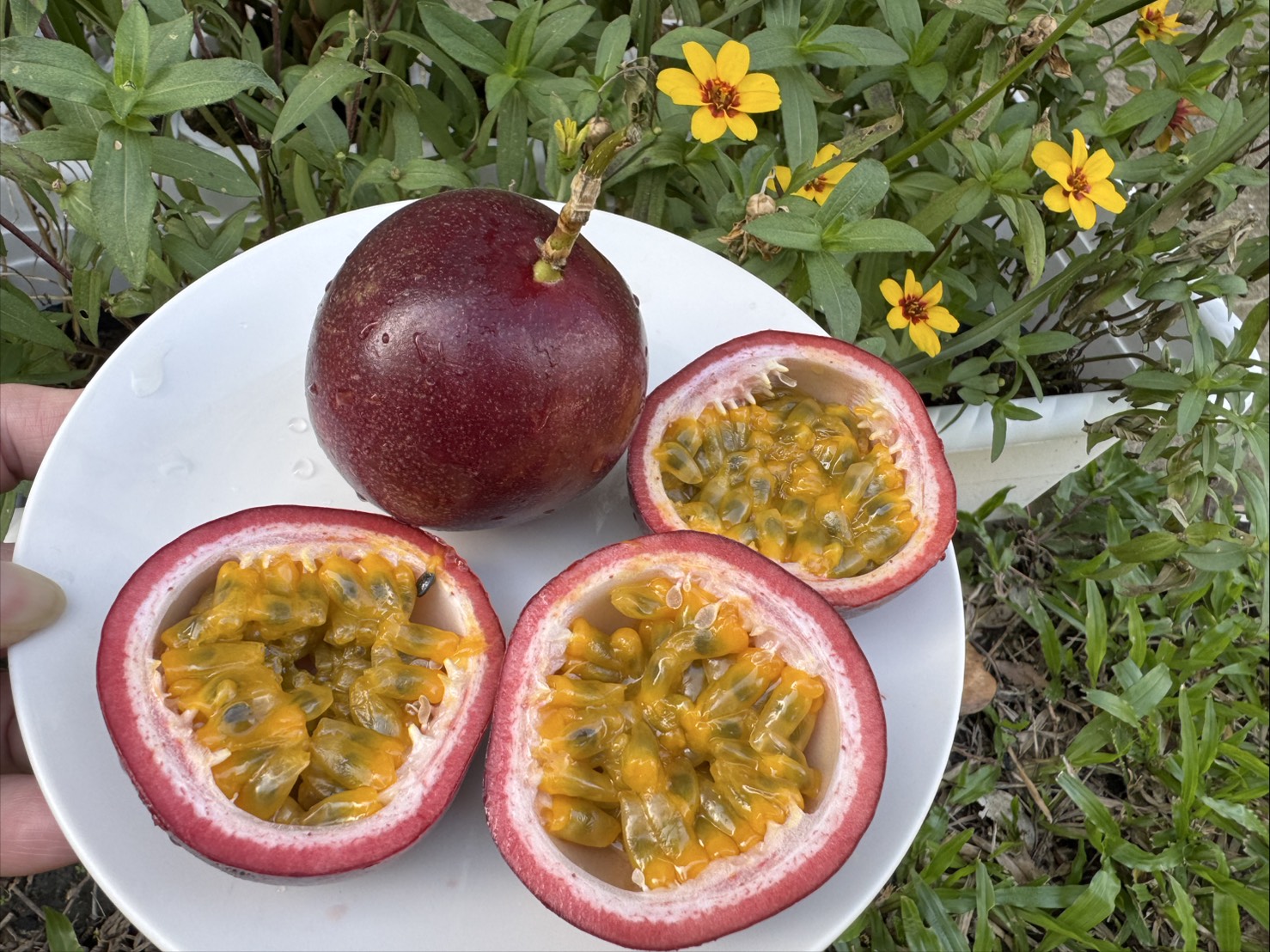 12月04日(星期四)17:00訂單截止, 百香果, 600g