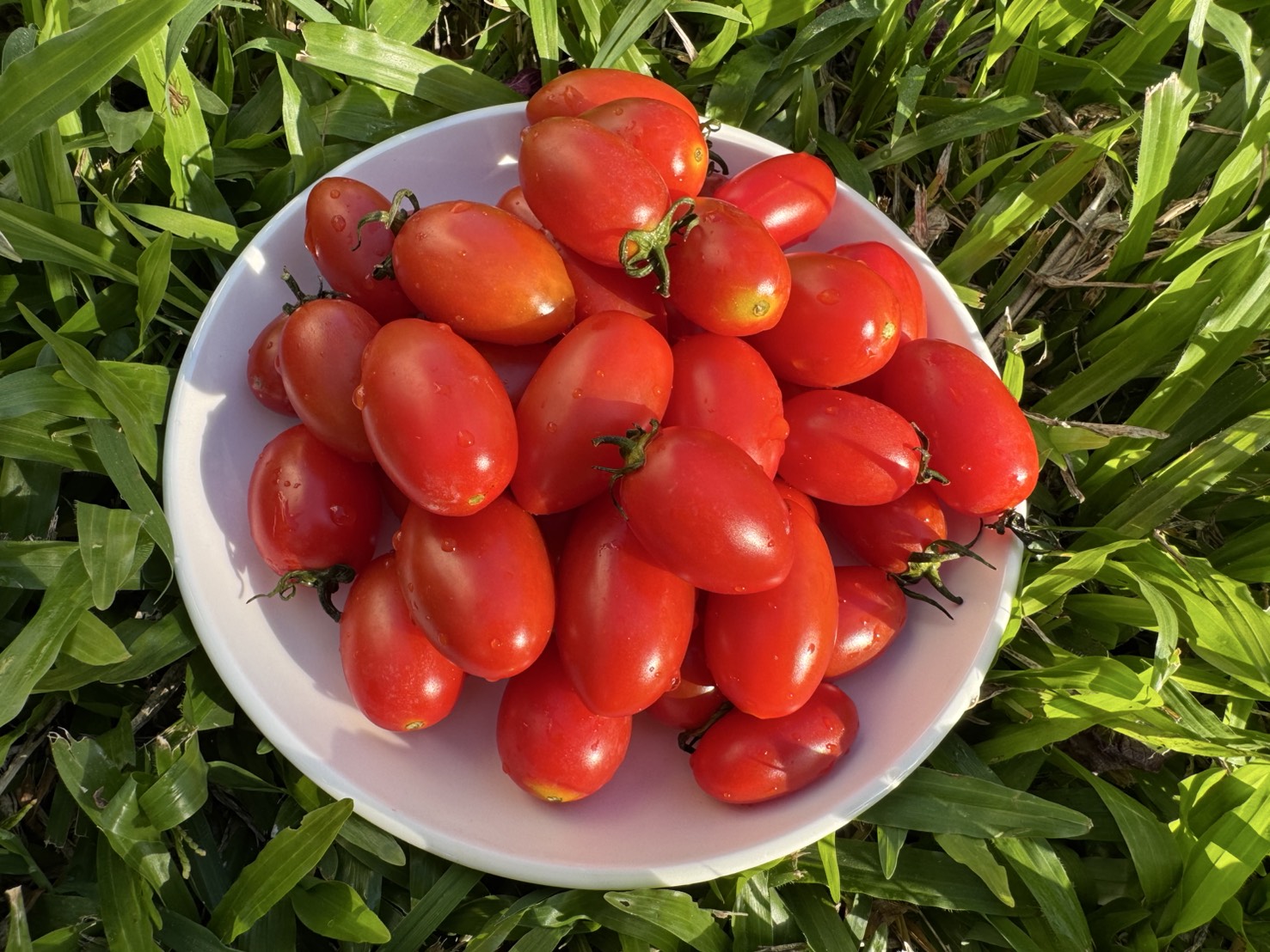 12月04日(星期四)17:00訂單截止, 小蕃茄, 600g