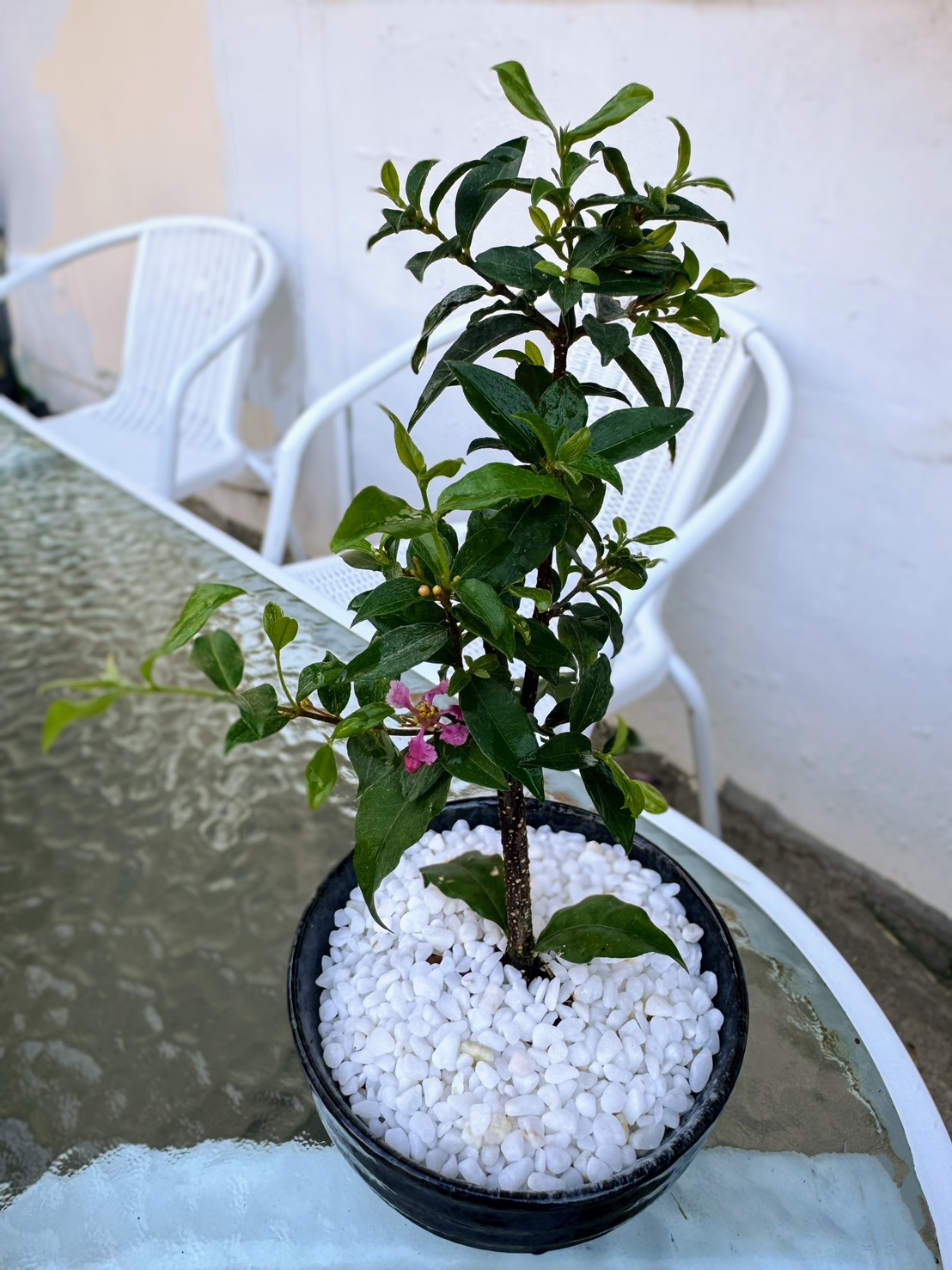 【現場選購】李氏櫻桃, 小品盆栽