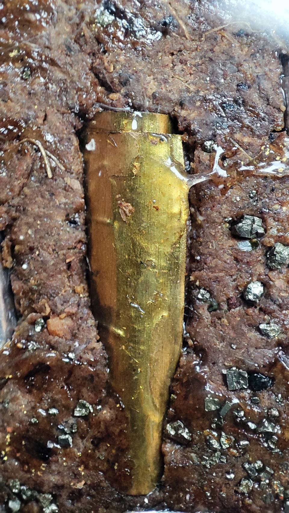 婆吞活 金蛙王5