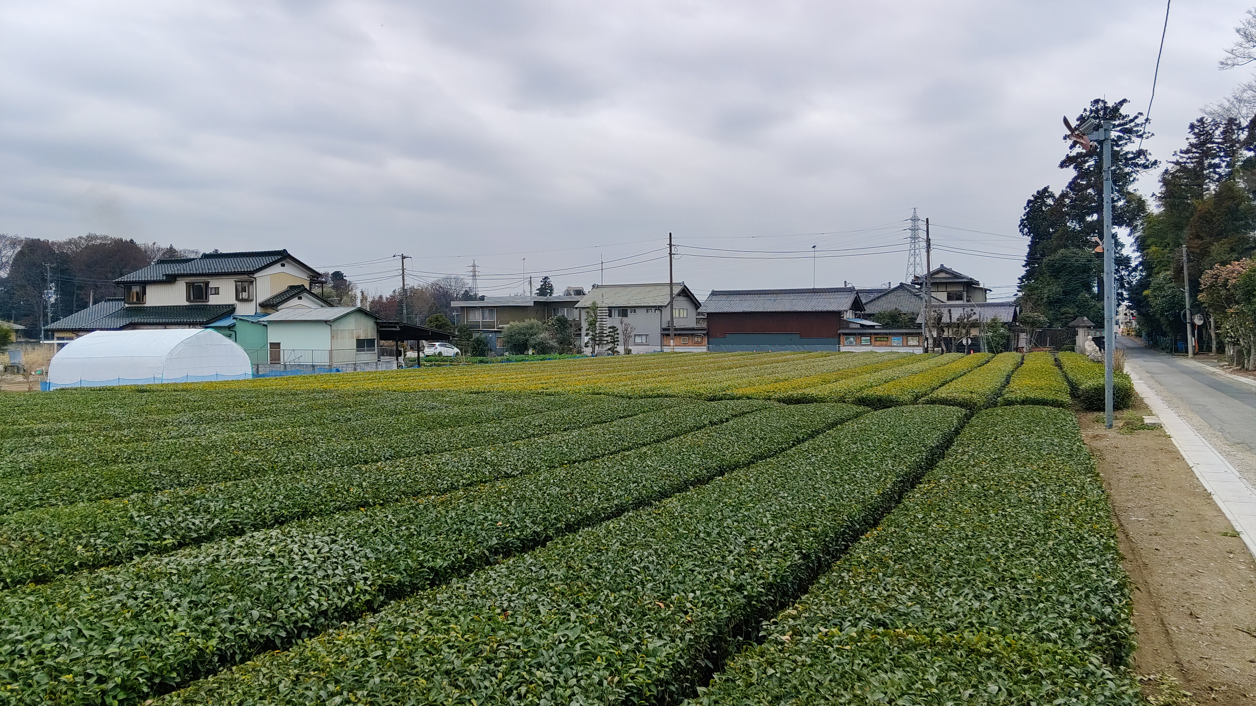 04-1茶樹有偵測器 氣溫低於5度風扇就會運轉 說很有效 即使北方夏蟲也多 極減農藥 不澆水.jpg