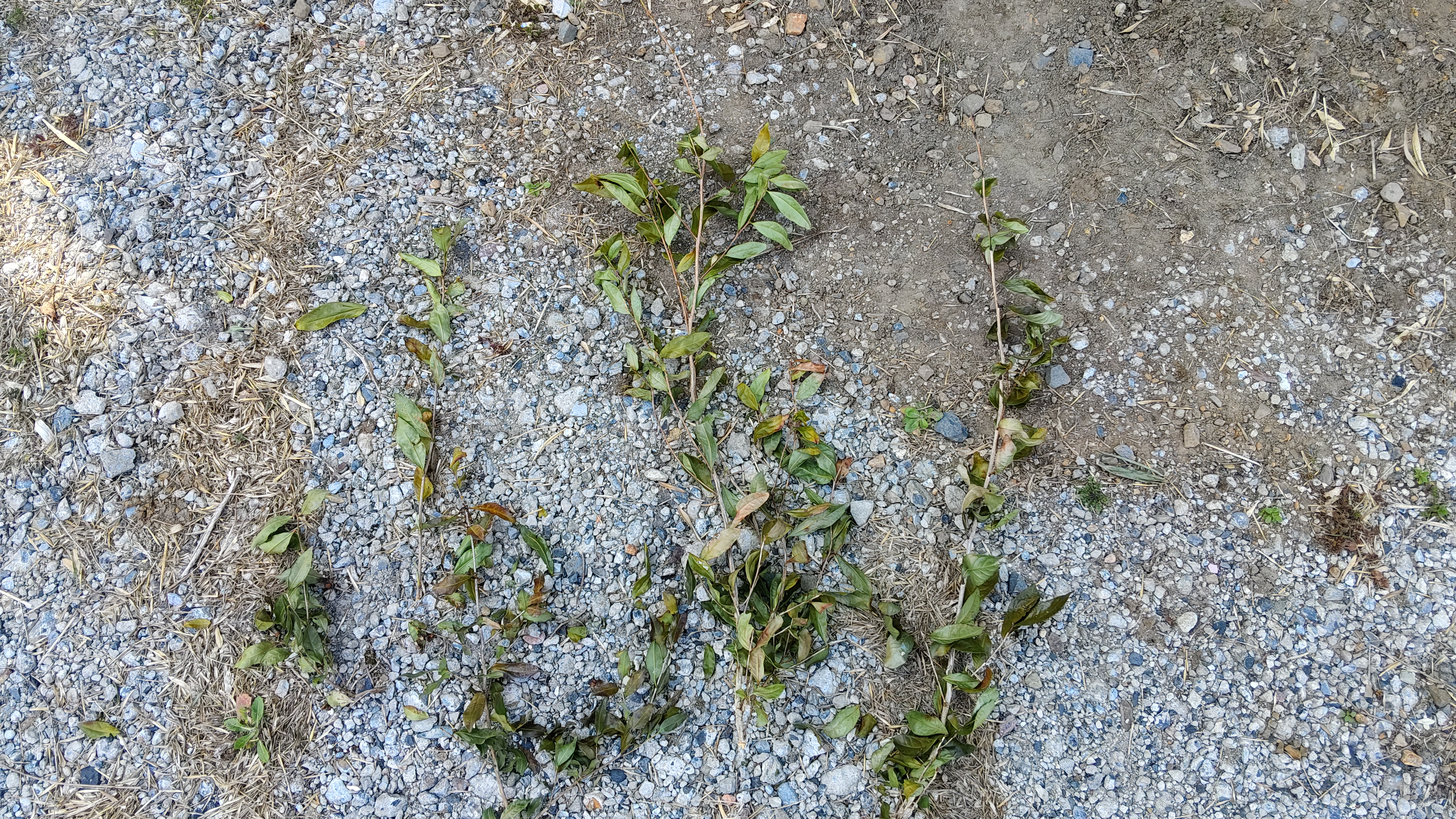 19島家住宅外圍 (7)20~50cm.jpg