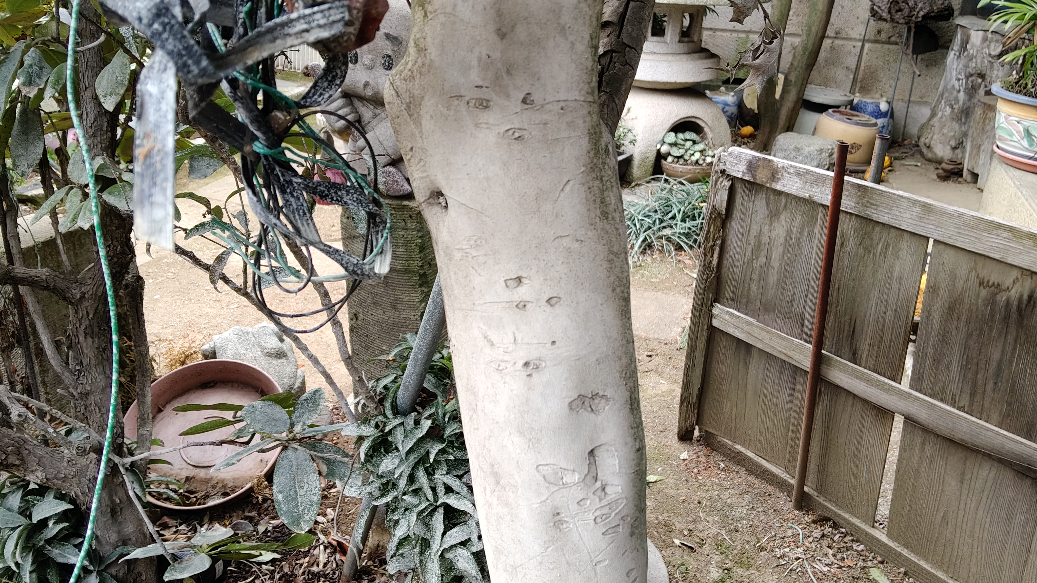 27原來樹幹是光滑的白色  一般看到低矮的茶樹 似乎不是這種感覺.jpg