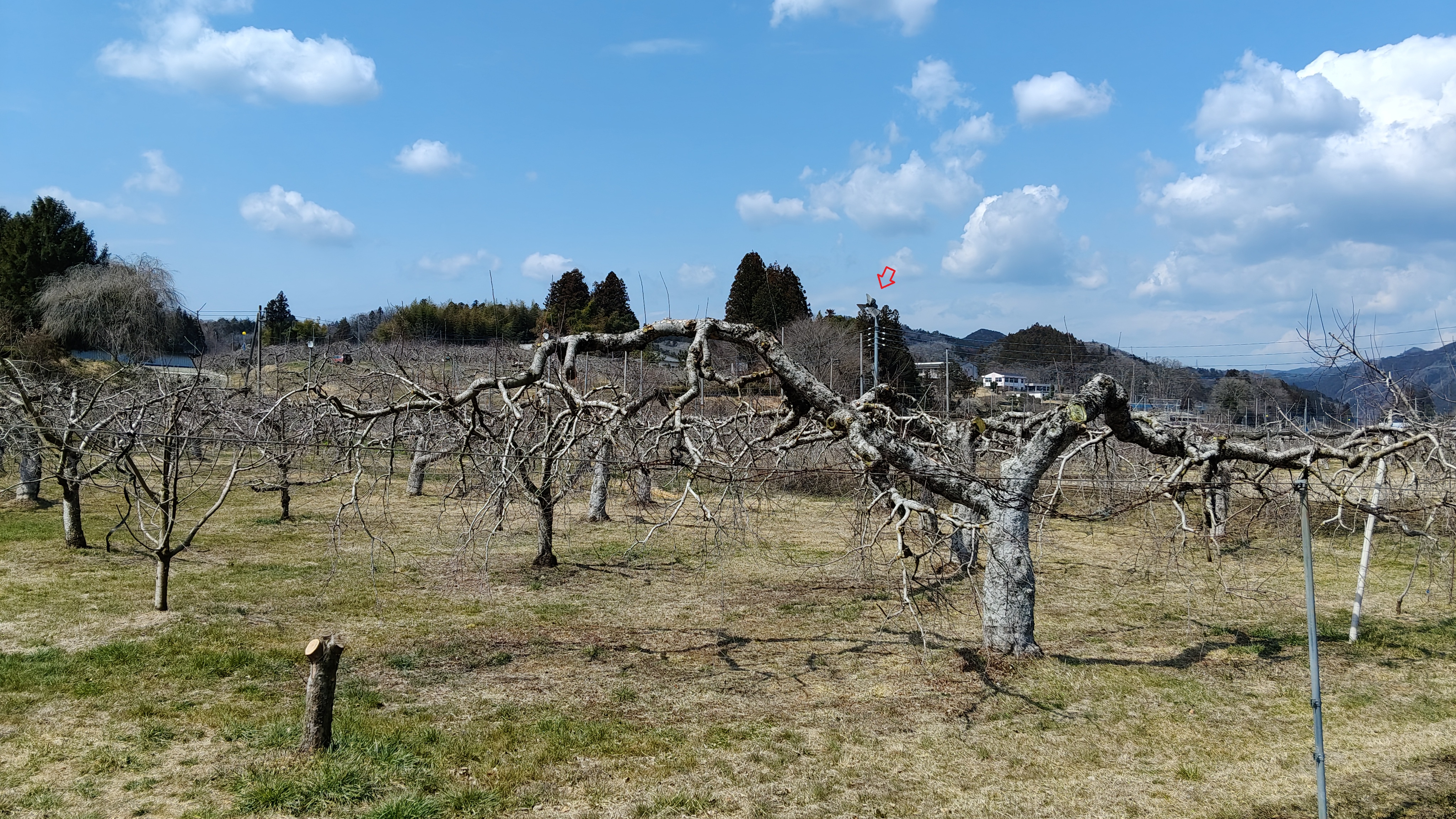 07蘋果是奧久慈的特產 也有吹電風扇 (1)2.jpg