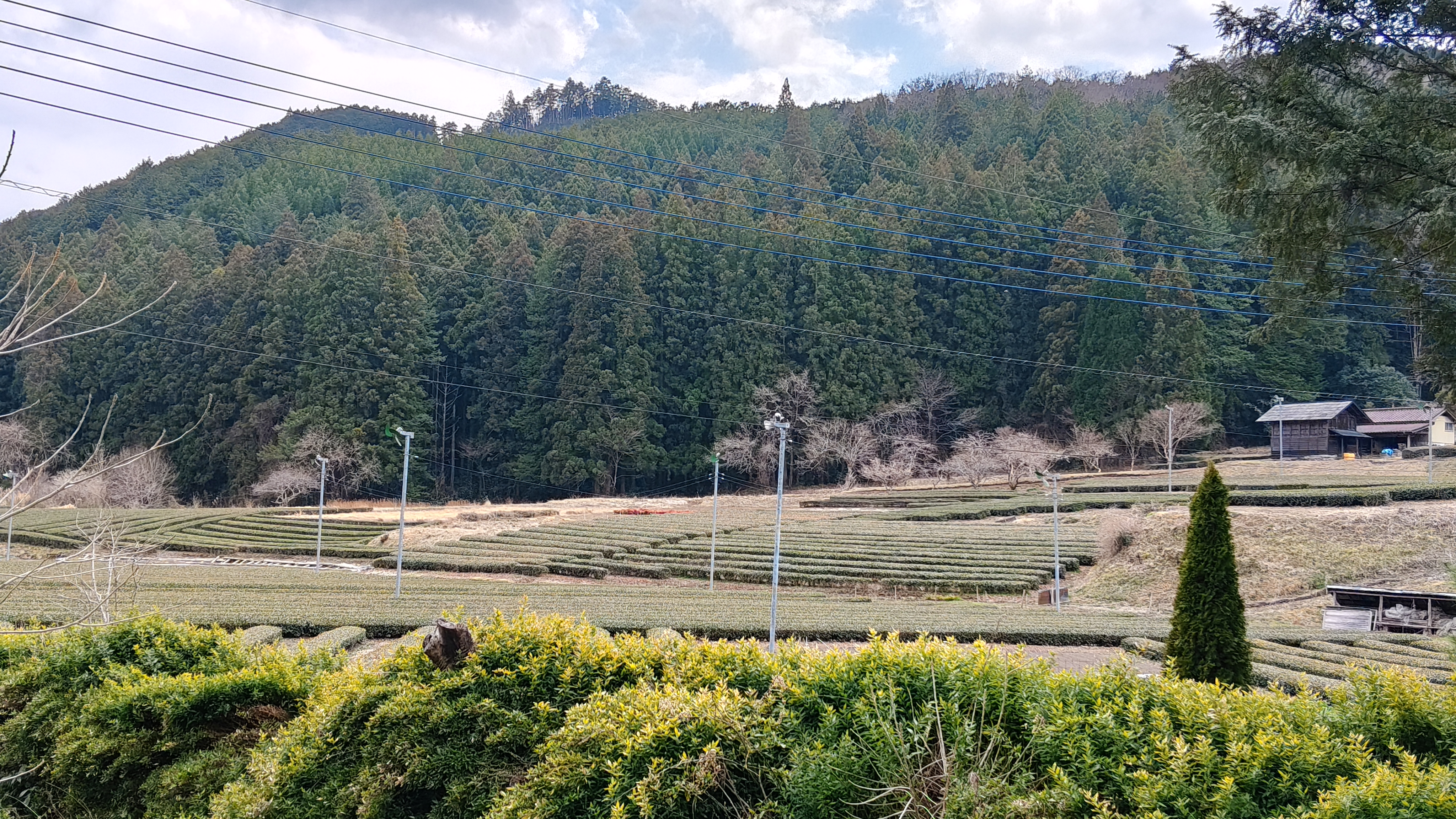 18越上游茶園越密集 下游大多種稻子 (3).jpg