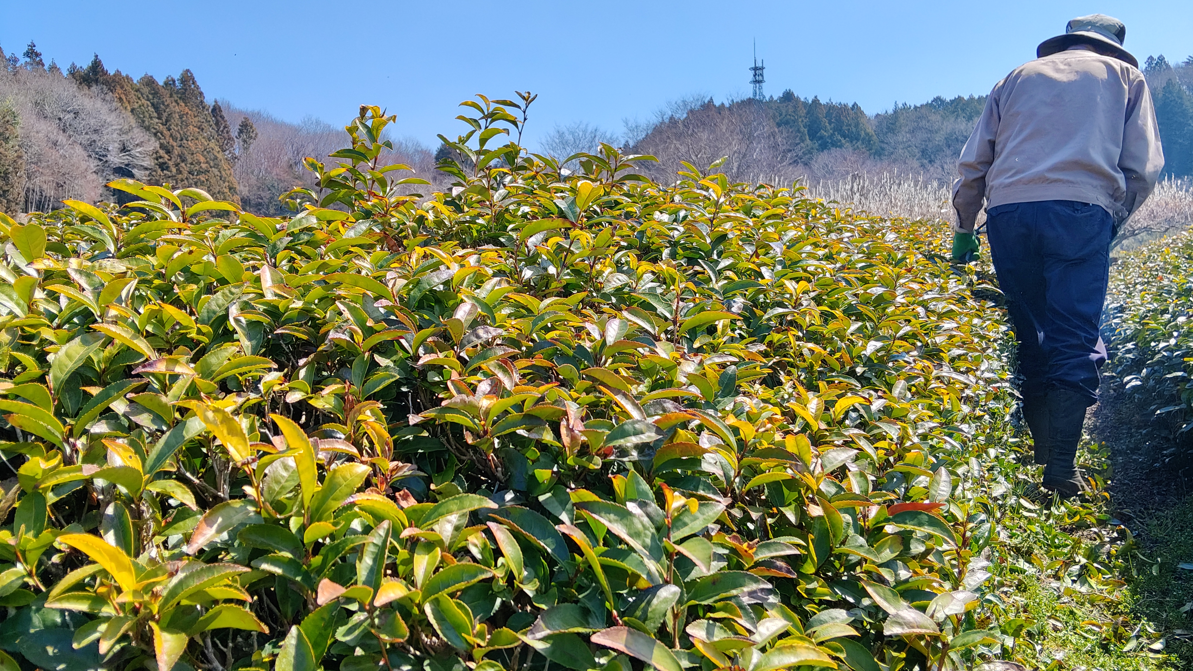 07從2番後到現在嗎 老闆說三番不採.jpg