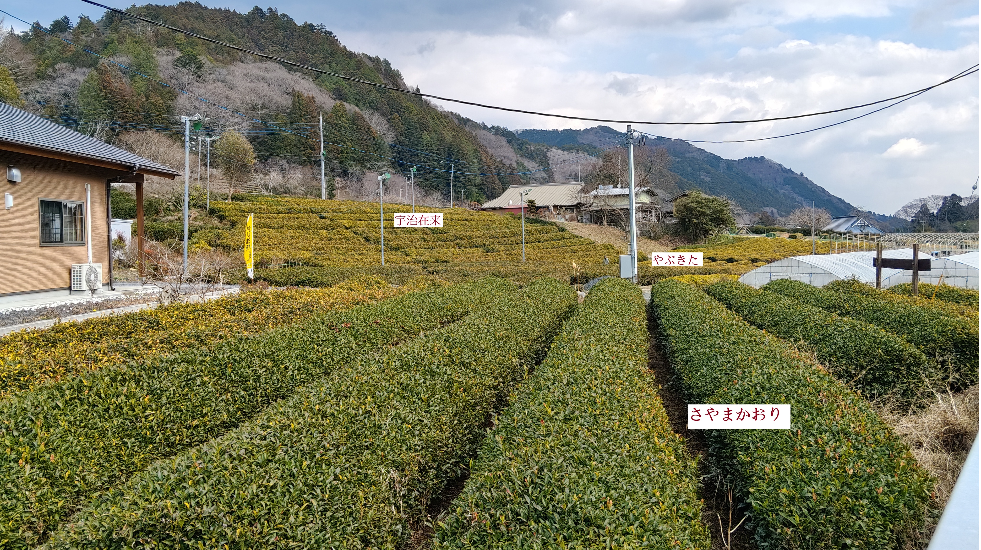 26不灑藥 不澆水 認為吃進去的就是要天然-北限 5月底才摘茶  會摘1番綠茶 23(幾月)做紅茶-他的紅茶沒有發酵完全 但卻不會有怪外 有奶香  酸香不明顯３.jpg