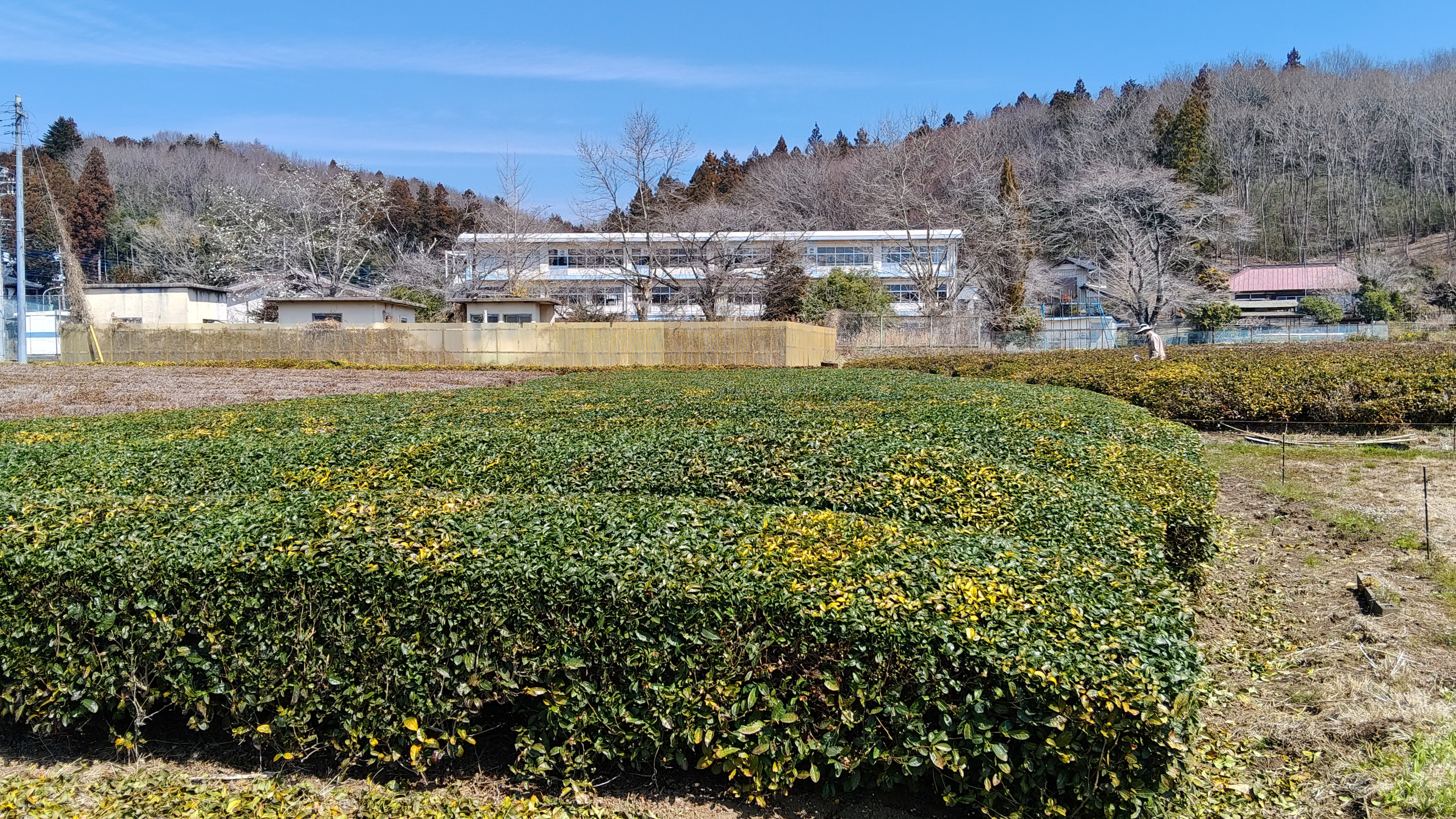 05剪過也是有黃有綠 (3).jpg