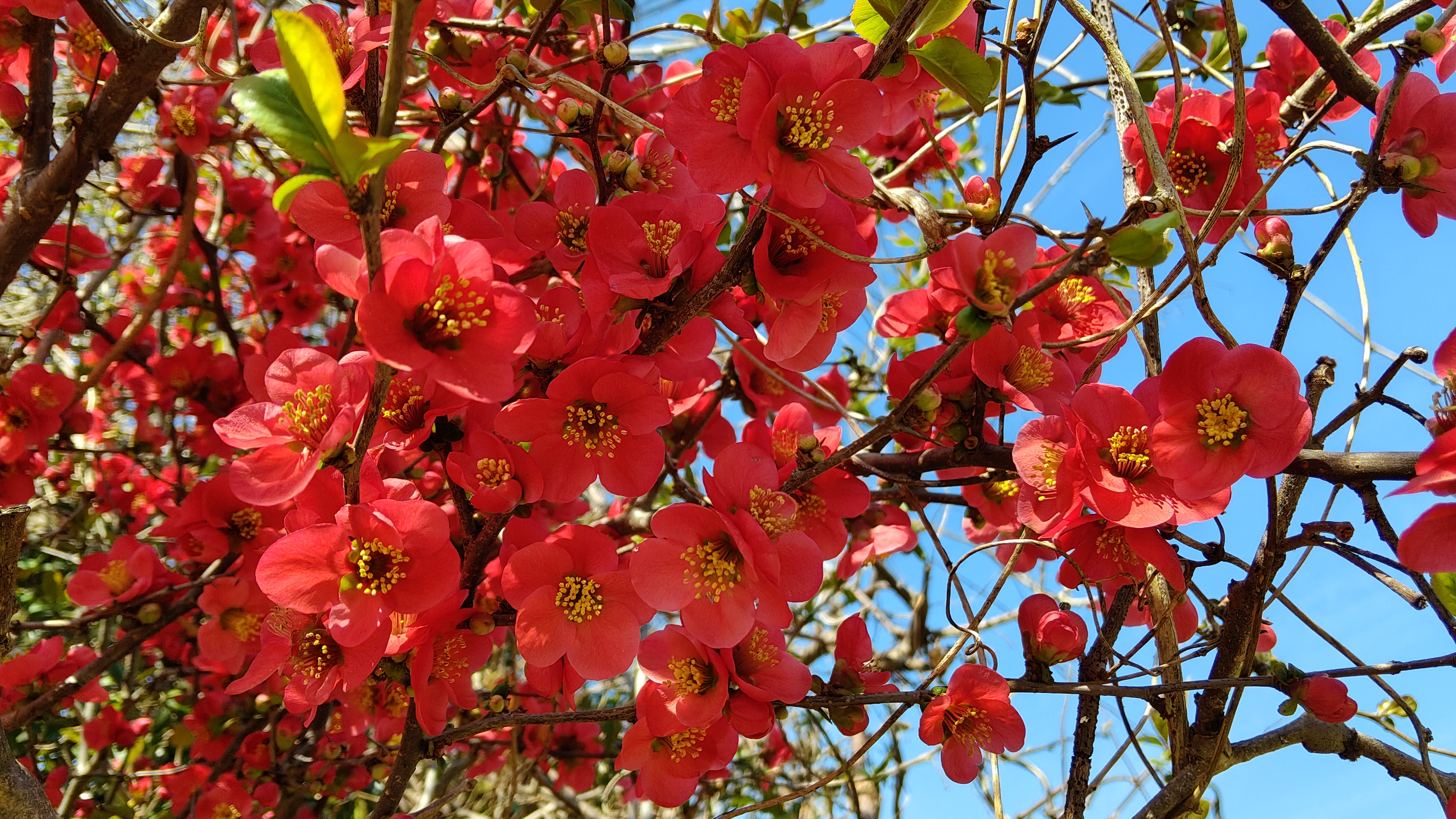 02開得好像梅花 指個枝條都是.jpg