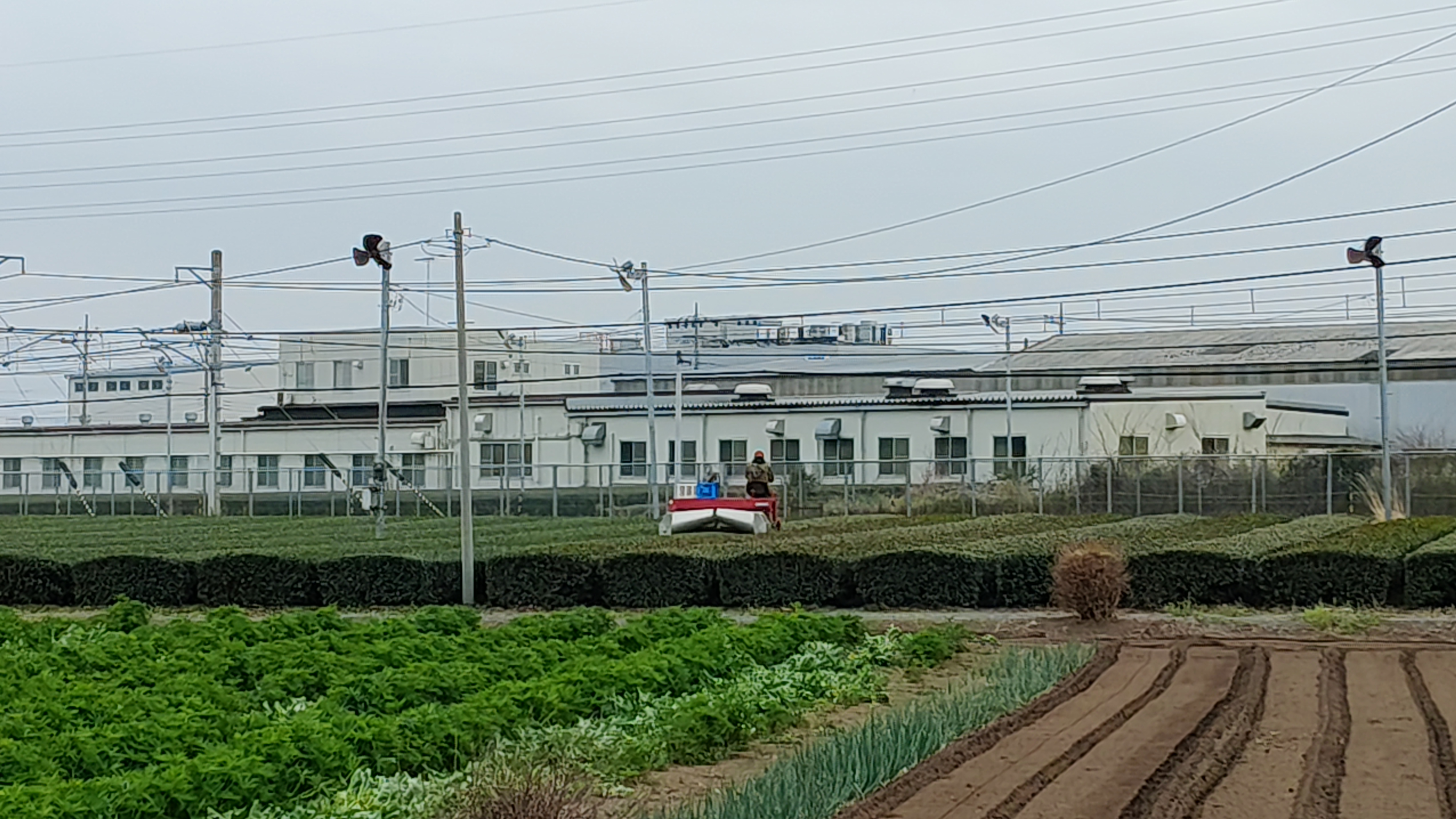 10正在剪枝的吉田先生兒子 也是現在當家家主  這裡的乘用機三用 刈り落とし(沒裝袋)+摘採(裝袋+消毒(灑藥灑肥嗎).jpg