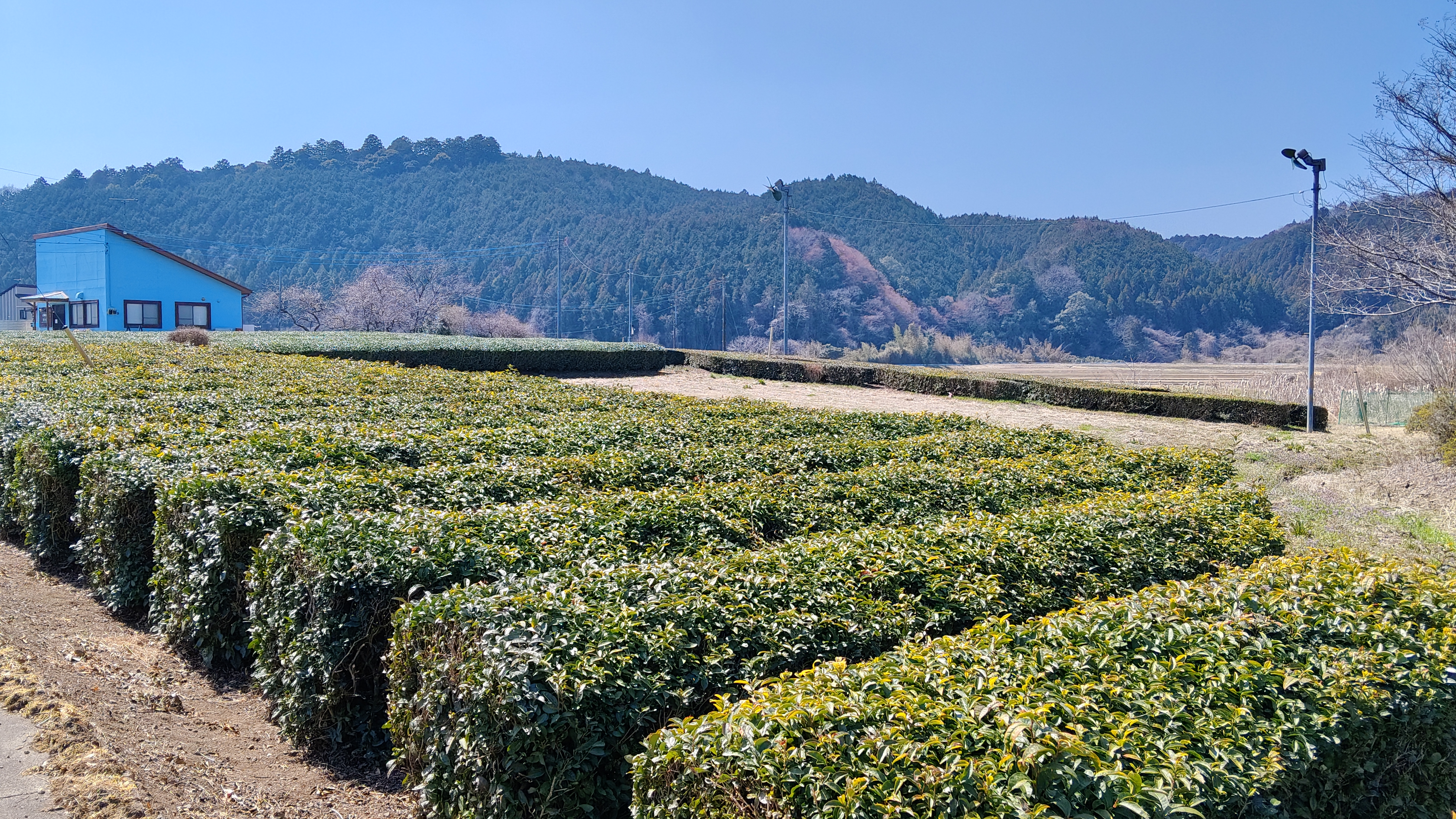 12高安園旁另一片 長度較短 可能有秋整吧 (1).jpg