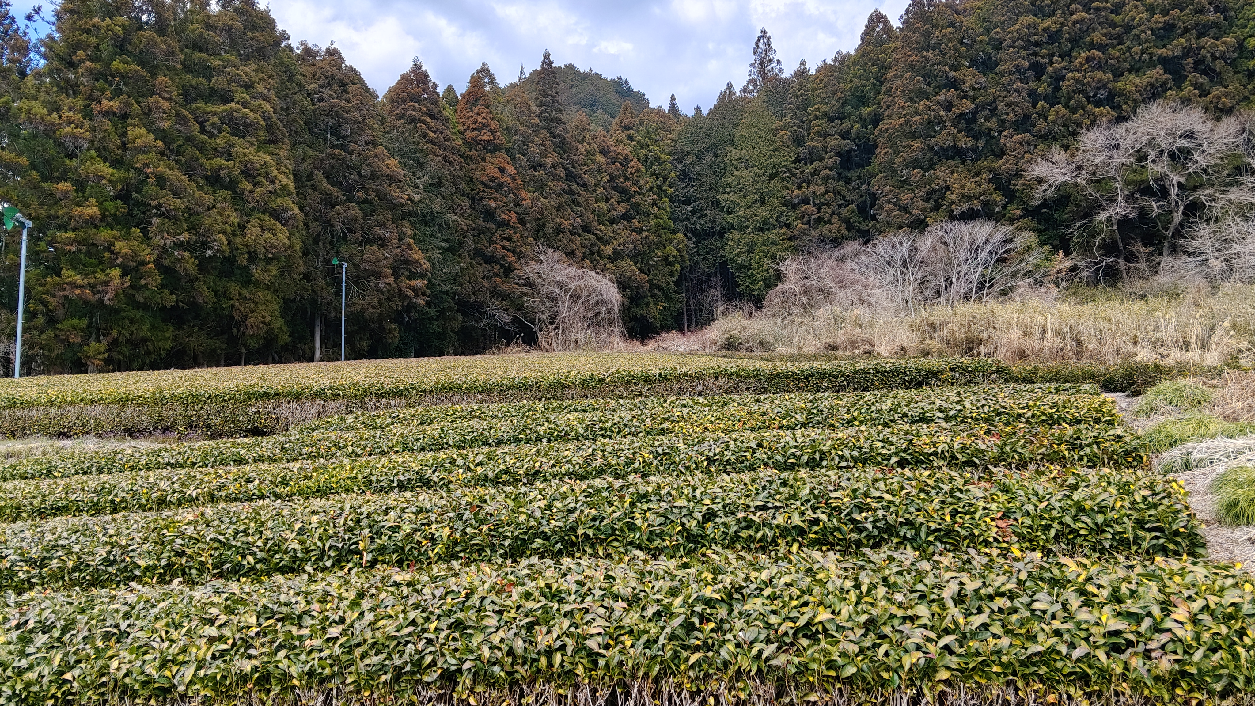 16還沒修剪 (2).jpg