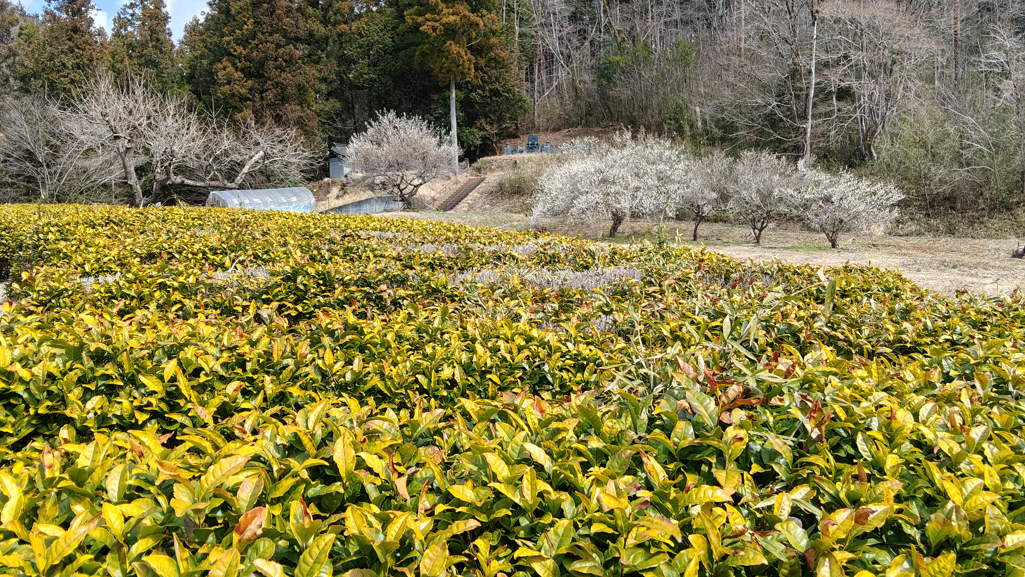 11除了冷 應該還有太陽直射的關係吧 即使是山內  也有直射和漫射的部分.jpg