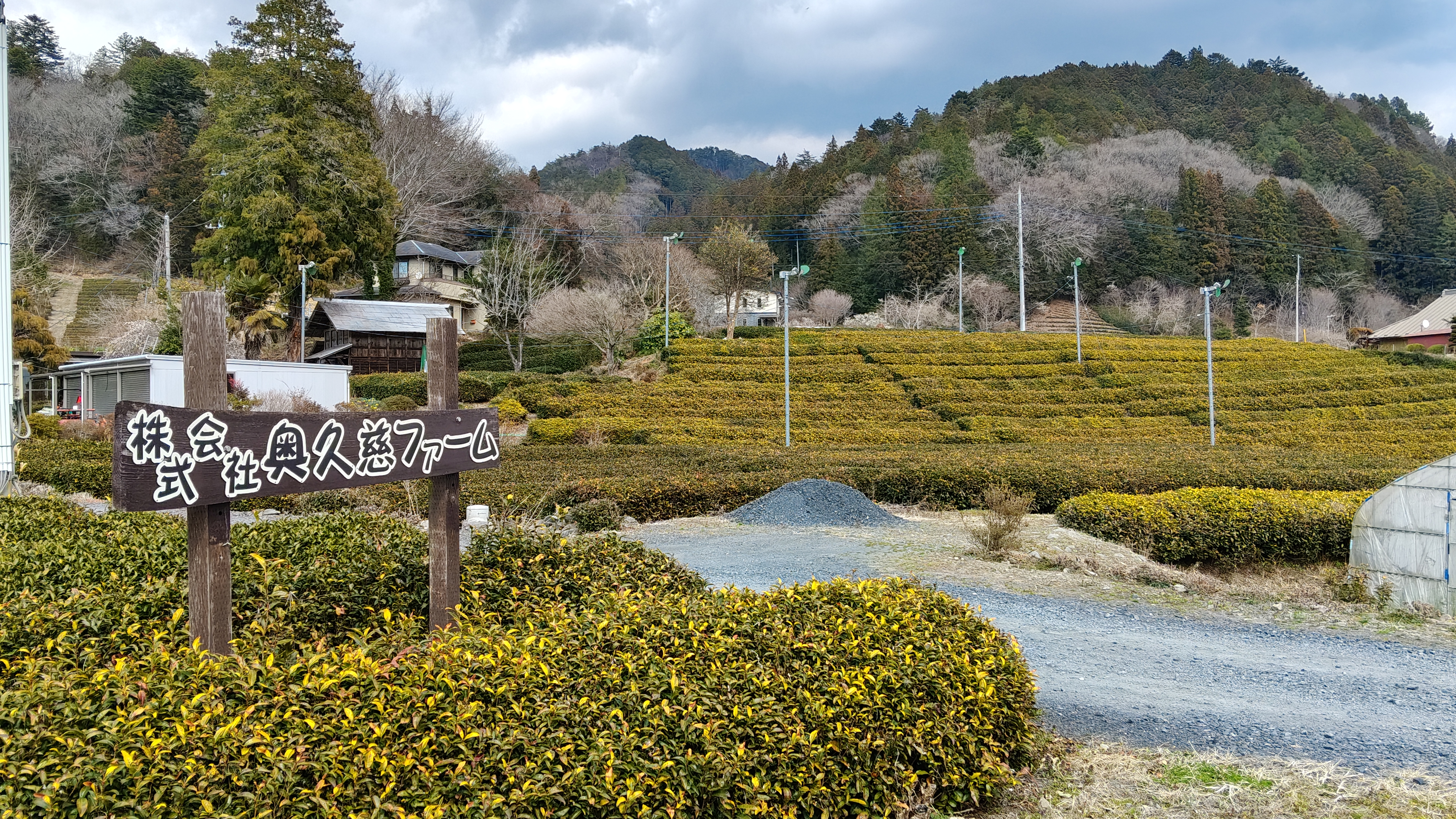 25送我茶的人 藤田健先生 有種クレソン.jpg