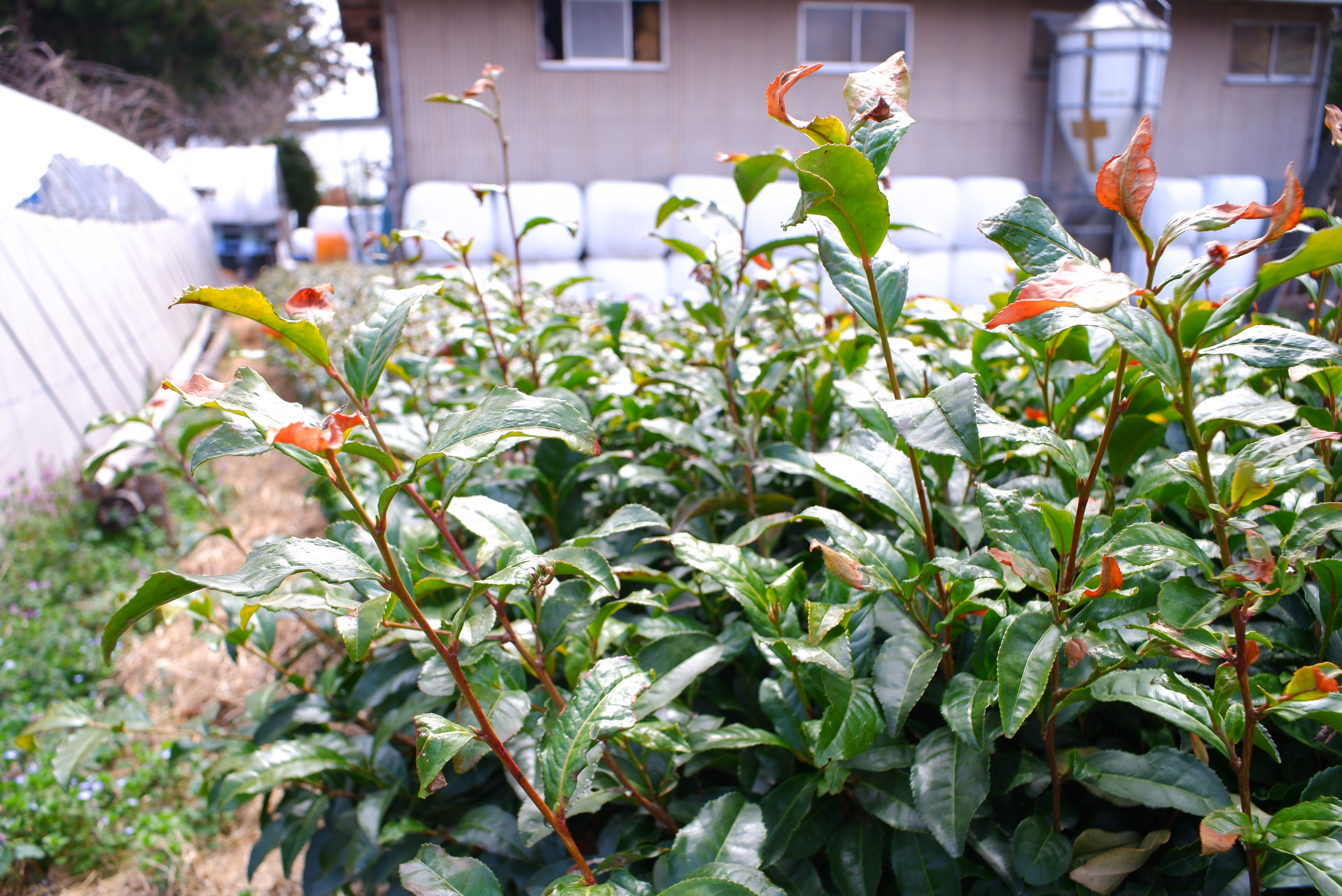 12這片有樹蔭的就沒這麼黃問號 (1).JPG