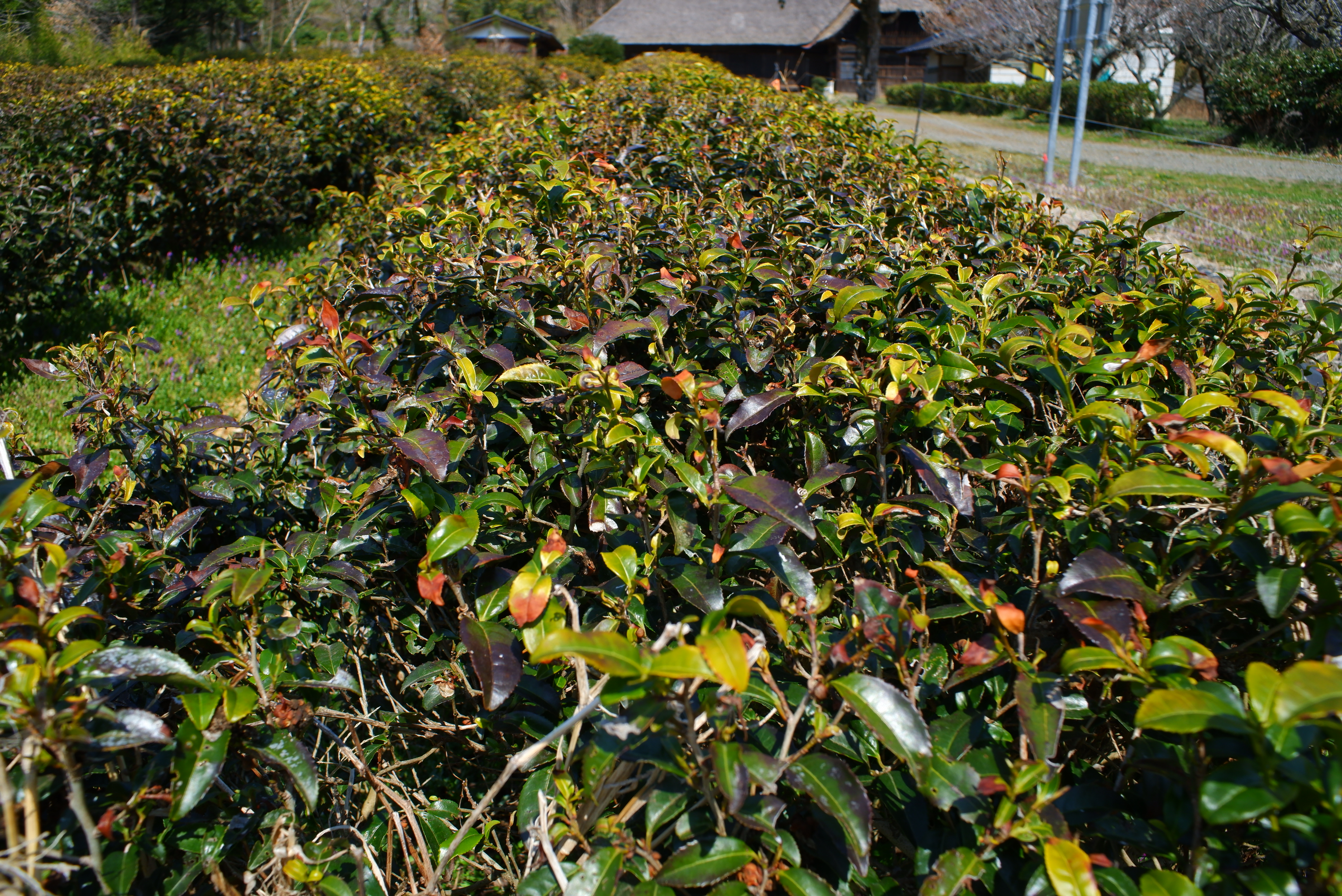 22前方小茶樹 表層是紫色的 (1).JPG