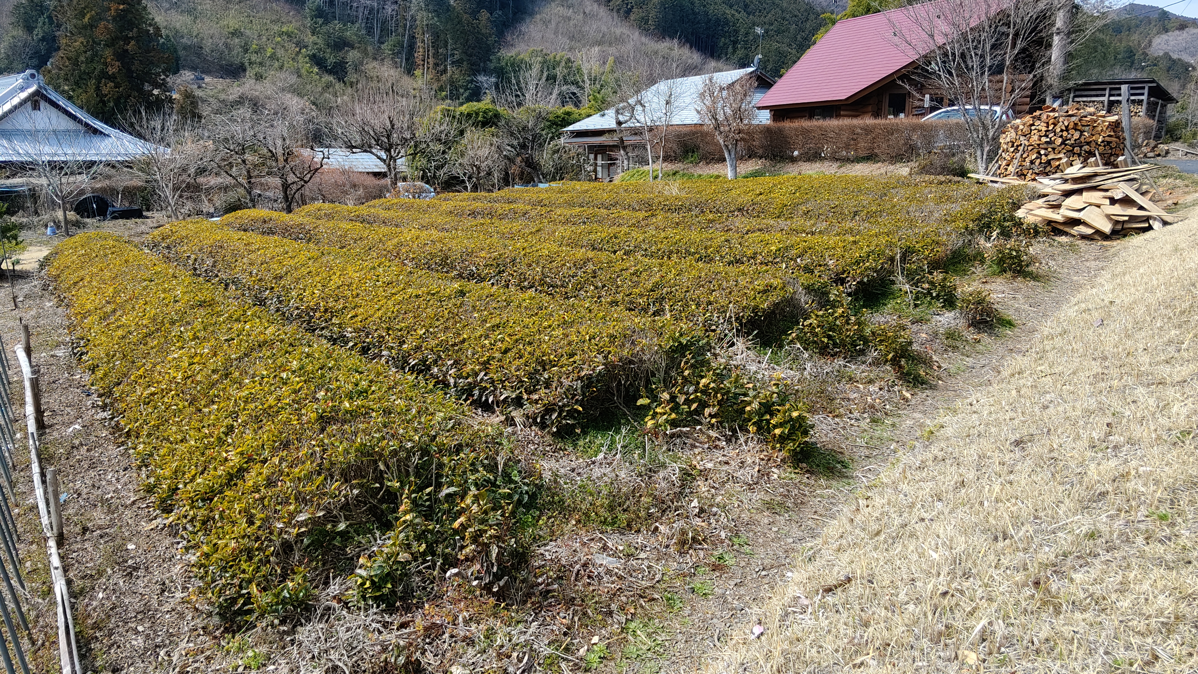 10 比狹山還黃 (2).jpg