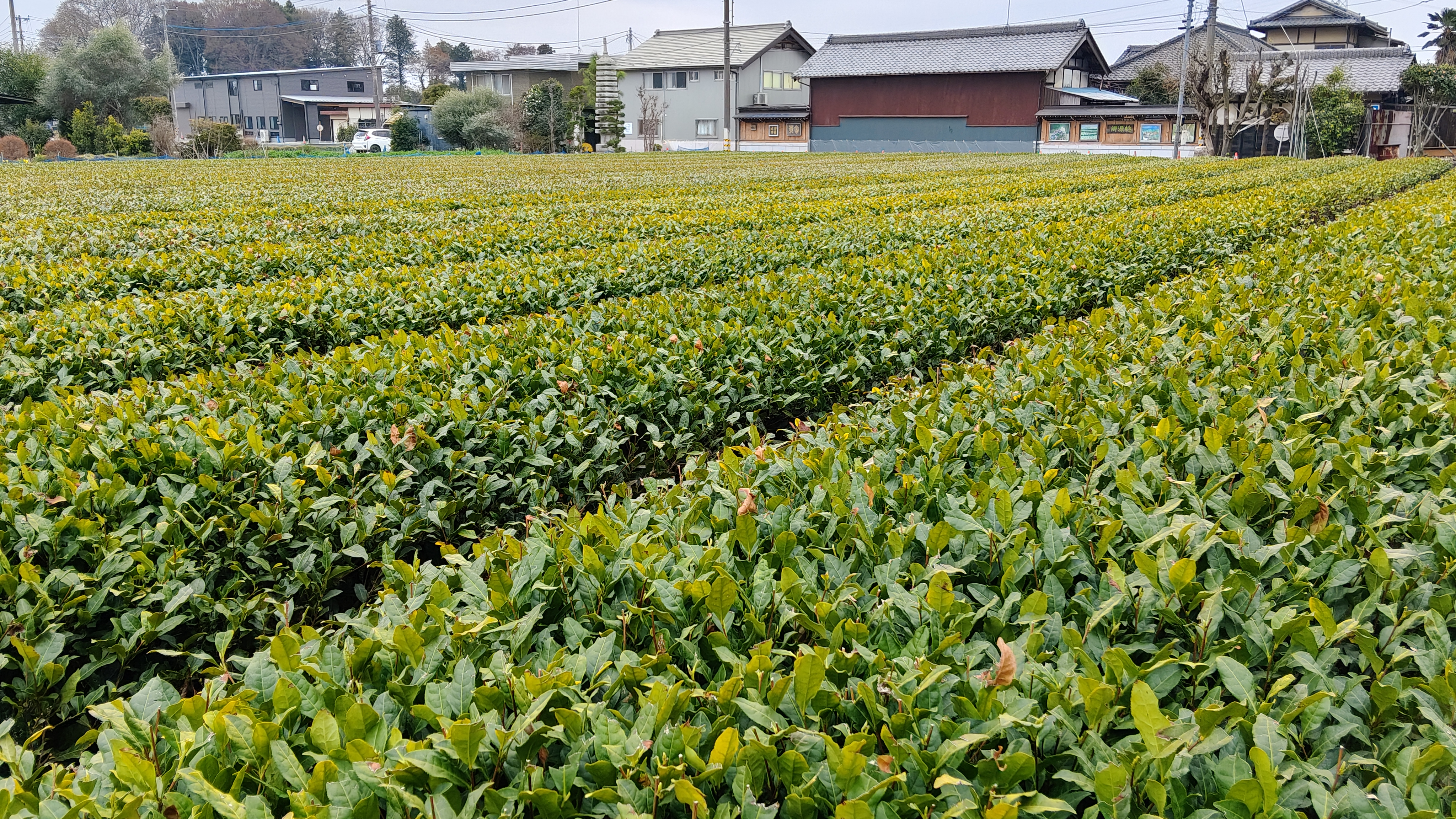 09同一片茶園 換個方向顏色就不一樣- 機器參數嗎  風扇直吹被吹嗎 向陽被陽嗎  不知道 (1)未修剪正面.jpg