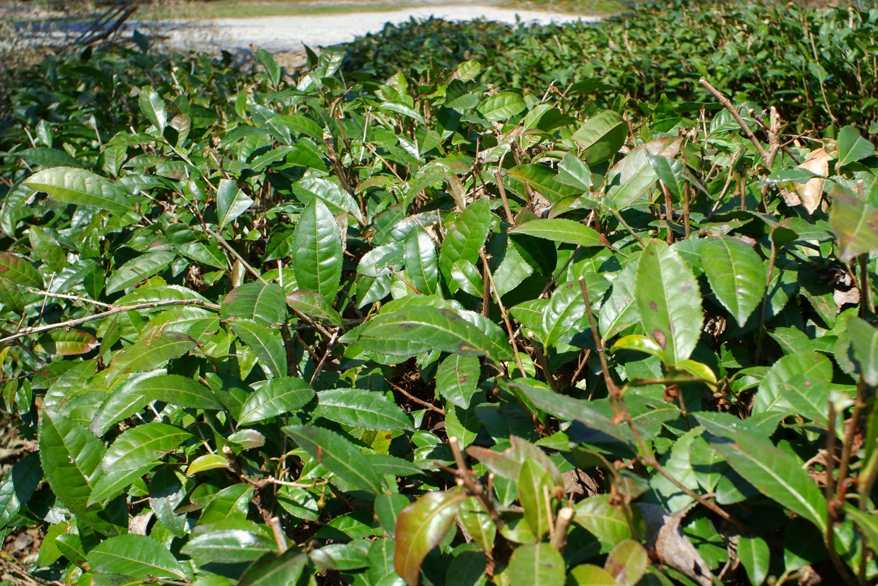 19島家住宅外圍 (1)2.JPG