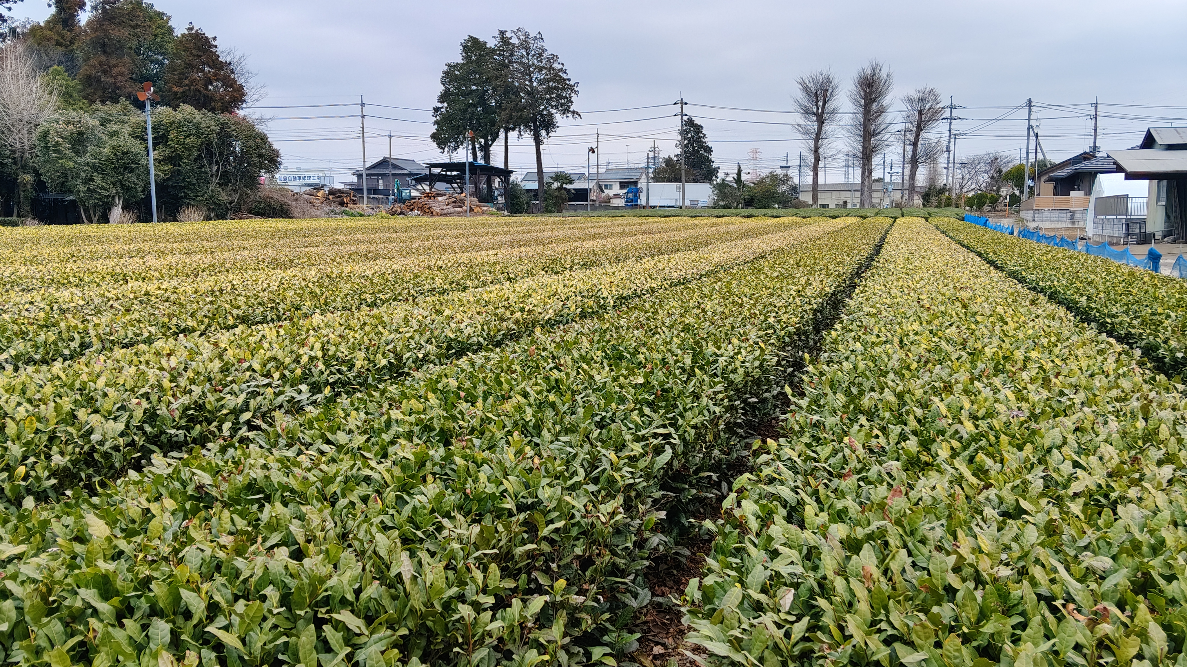 09同一片茶園 換個方向顏色就不一樣- 機器參數嗎  風扇直吹被吹嗎 向陽被陽嗎  不知道 (2)未修剪背面.jpg