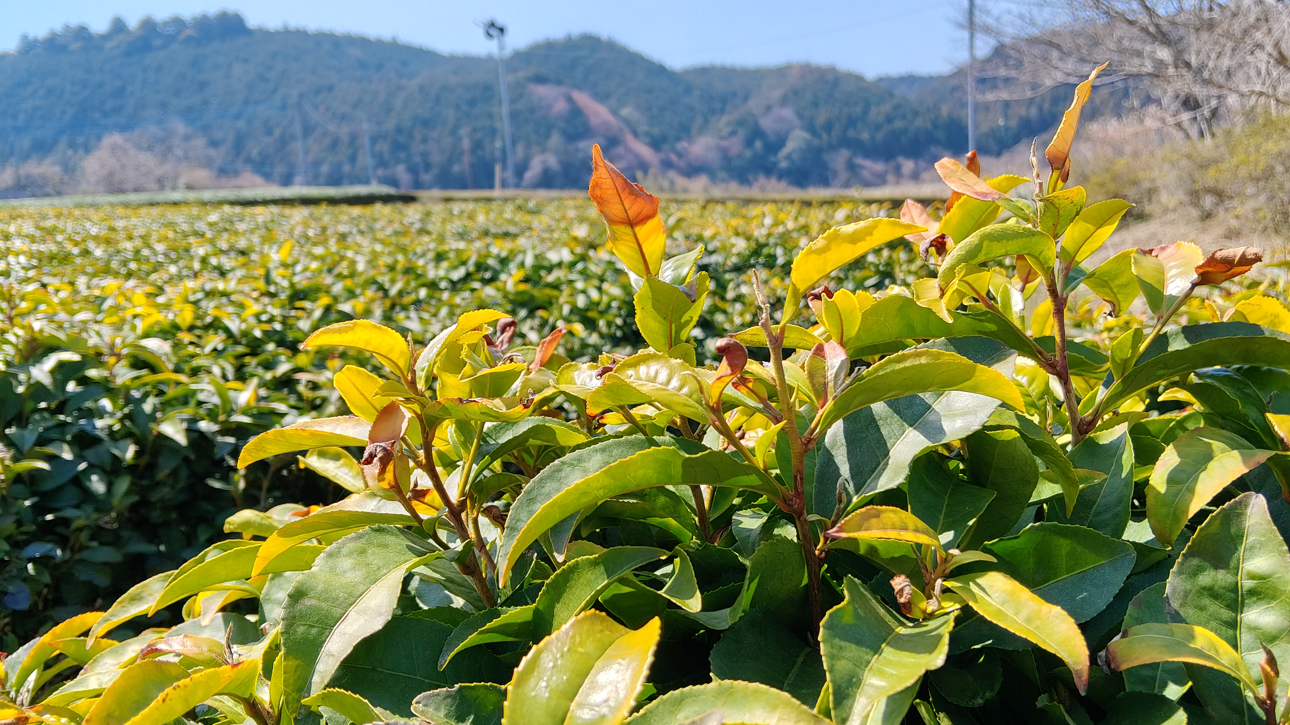12高安園旁另一片 長度較短 可能有秋整吧 (2).jpg