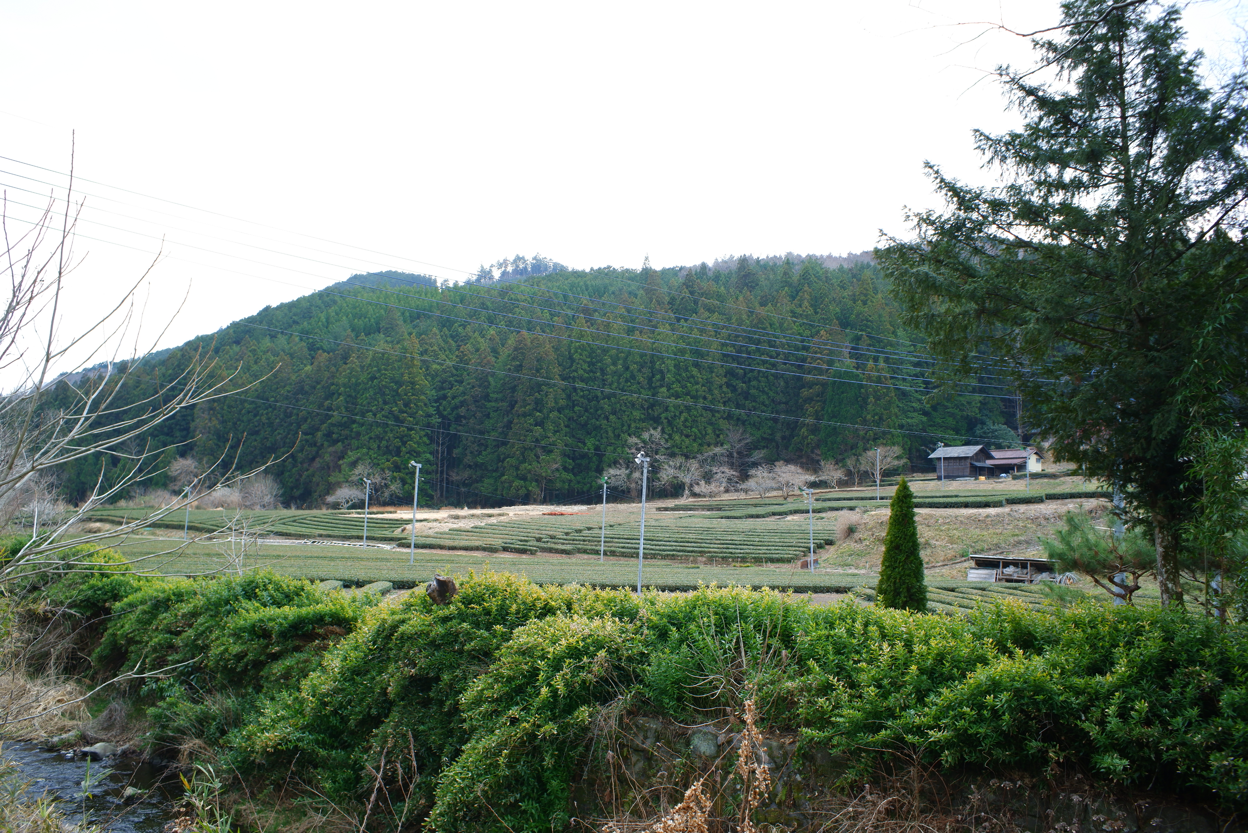 23自己放大 很漂亮 (1).JPG