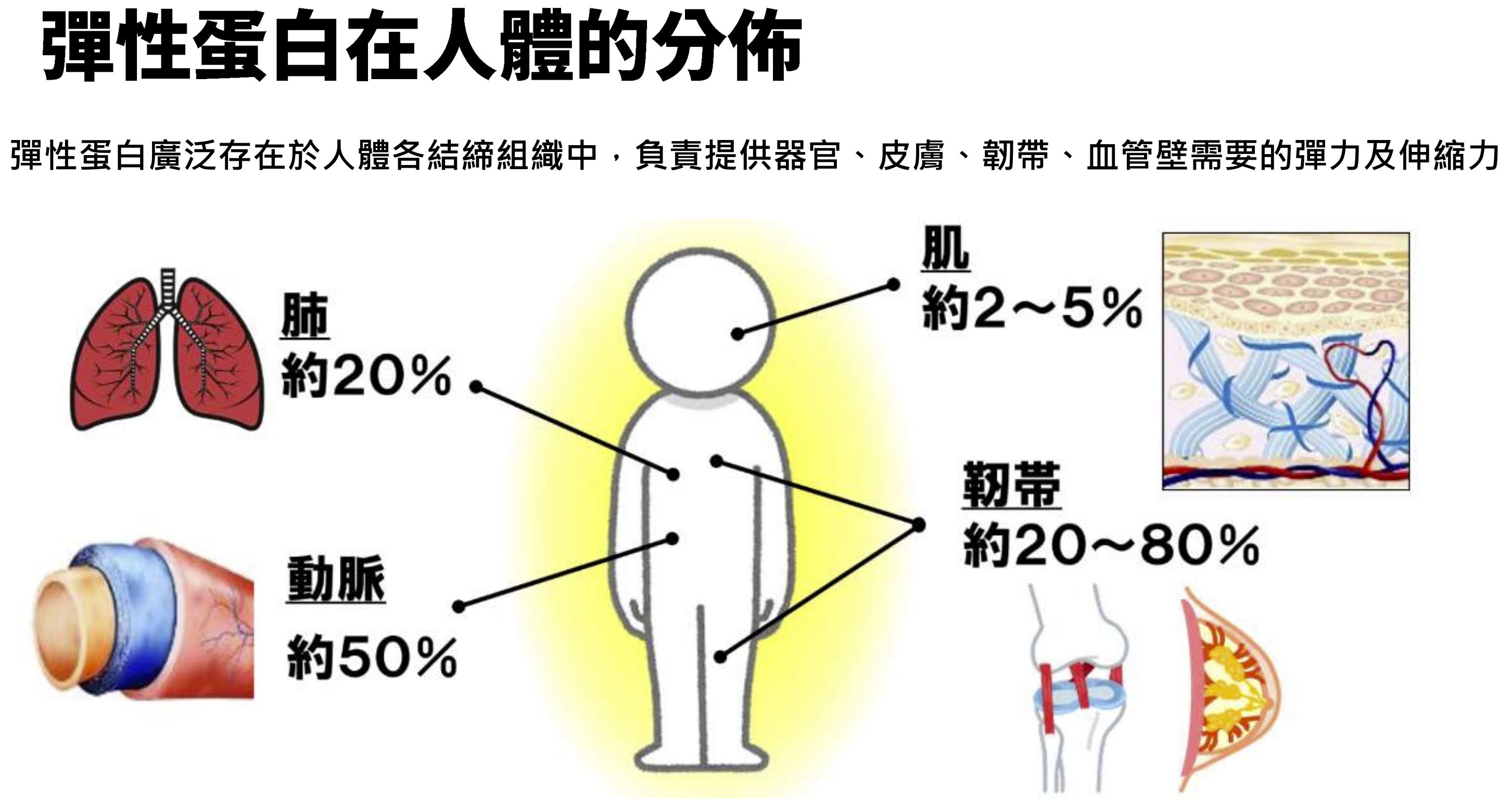 彈性蛋白.JPG