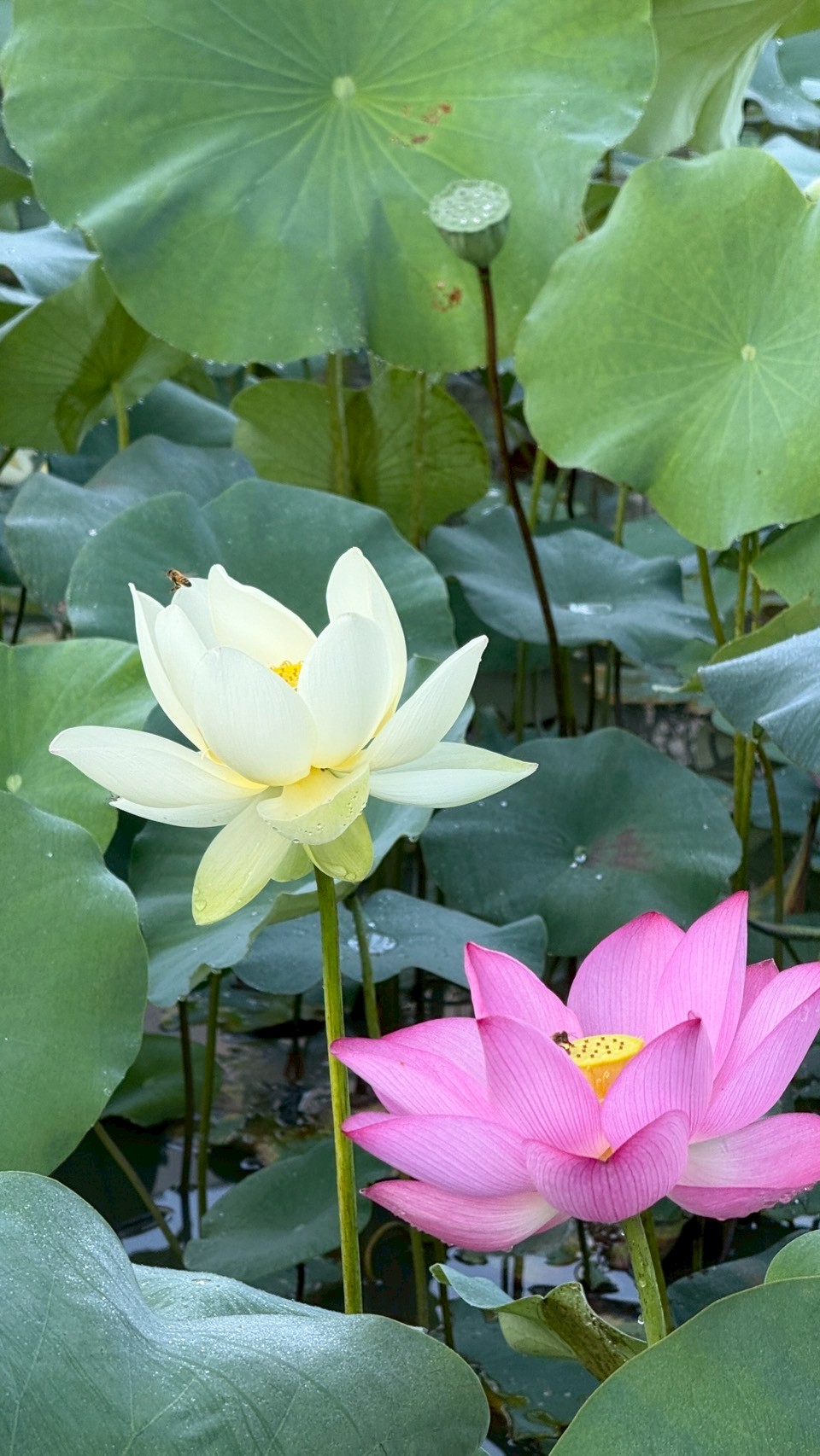 夏至賞荷，蜜蜂也來了～攝於夢幻荷塘