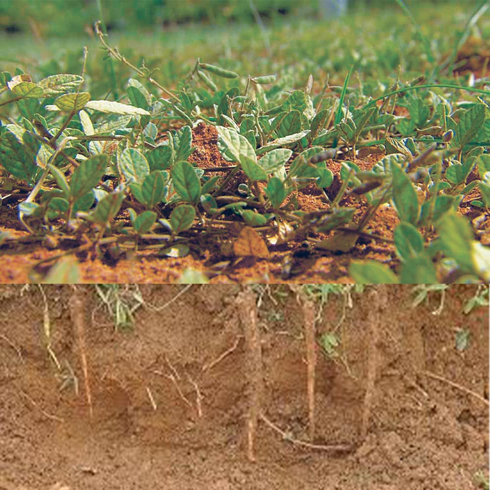 金門一條根可抗氧化 防動脈硬化