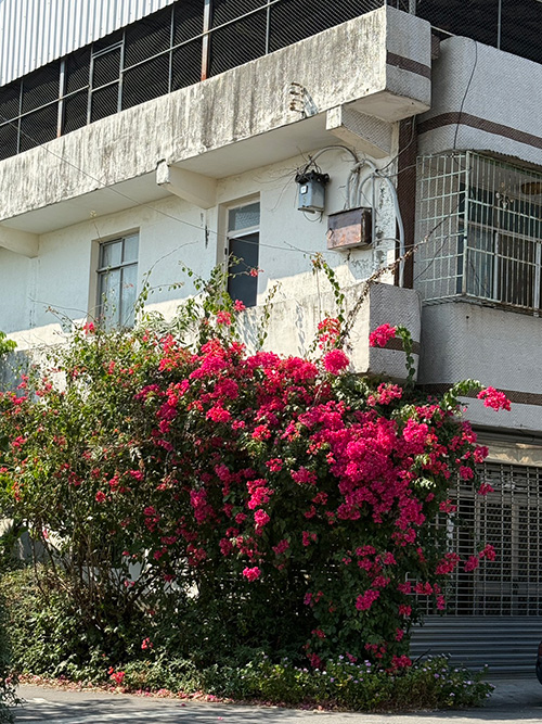 位於北斗鎮興農路二段的一個街角,艷紅的九重葛正綻放