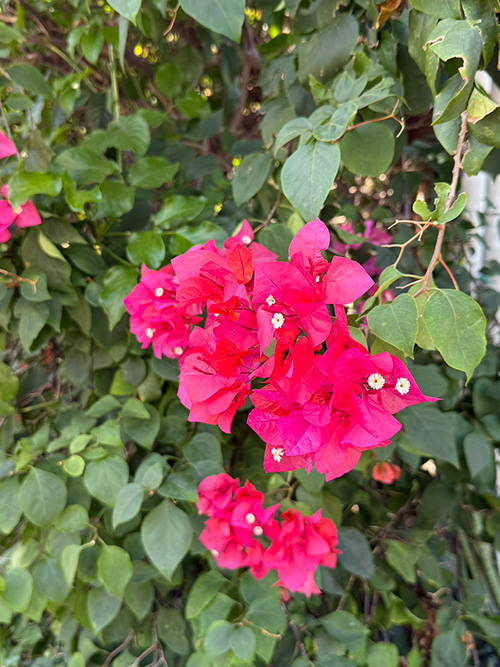 九重葛花其實很小不起眼,花外面有三片鮮豔苞片包著。