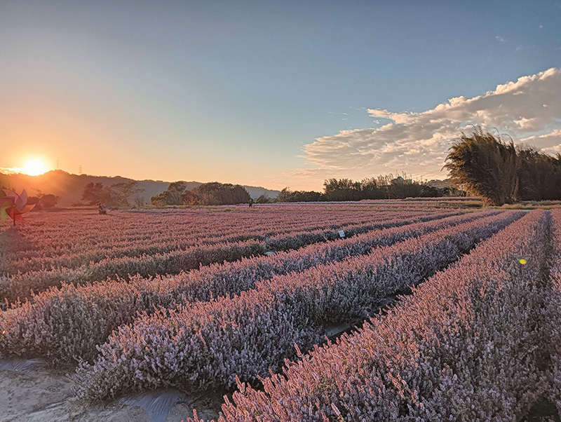 新竹關西盛開的仙草花海，呈現淡紫色夢幻景觀，宛如台版普羅旺斯。陳輝拍攝於2025年12月17日。