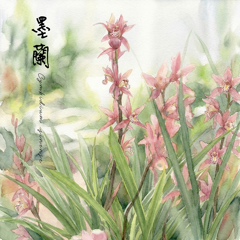 正光製藥大寒節氣配圖：水彩手繪風格的墨蘭（報歲蘭）。畫面中墨蘭葉片修長挺拔，花朵淡雅高潔，旁手寫題字「墨蘭 Cymbidium sinense 」。象徵大寒時節不與百花爭豔的幽谷君子風骨，呼應內斂靜心的養生哲學。