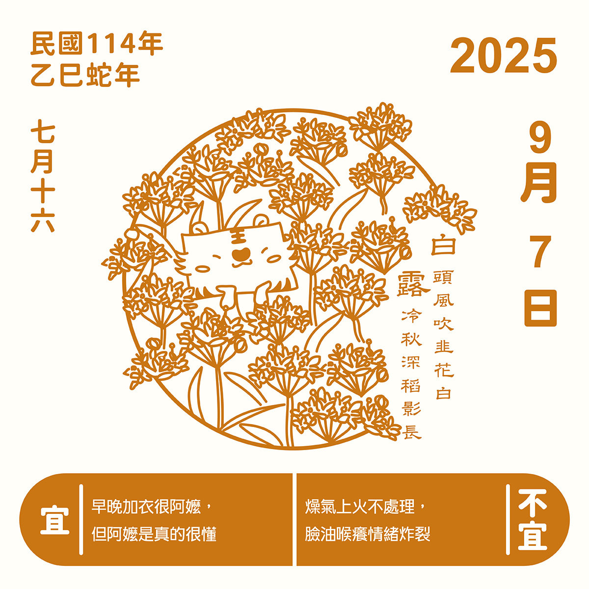 正光金絲虎白露插畫,圖中韭菜花盛開如九月雪,搭配白露節氣日期(2025年9月7日),呈現秋季轉涼與傳統養生概念。