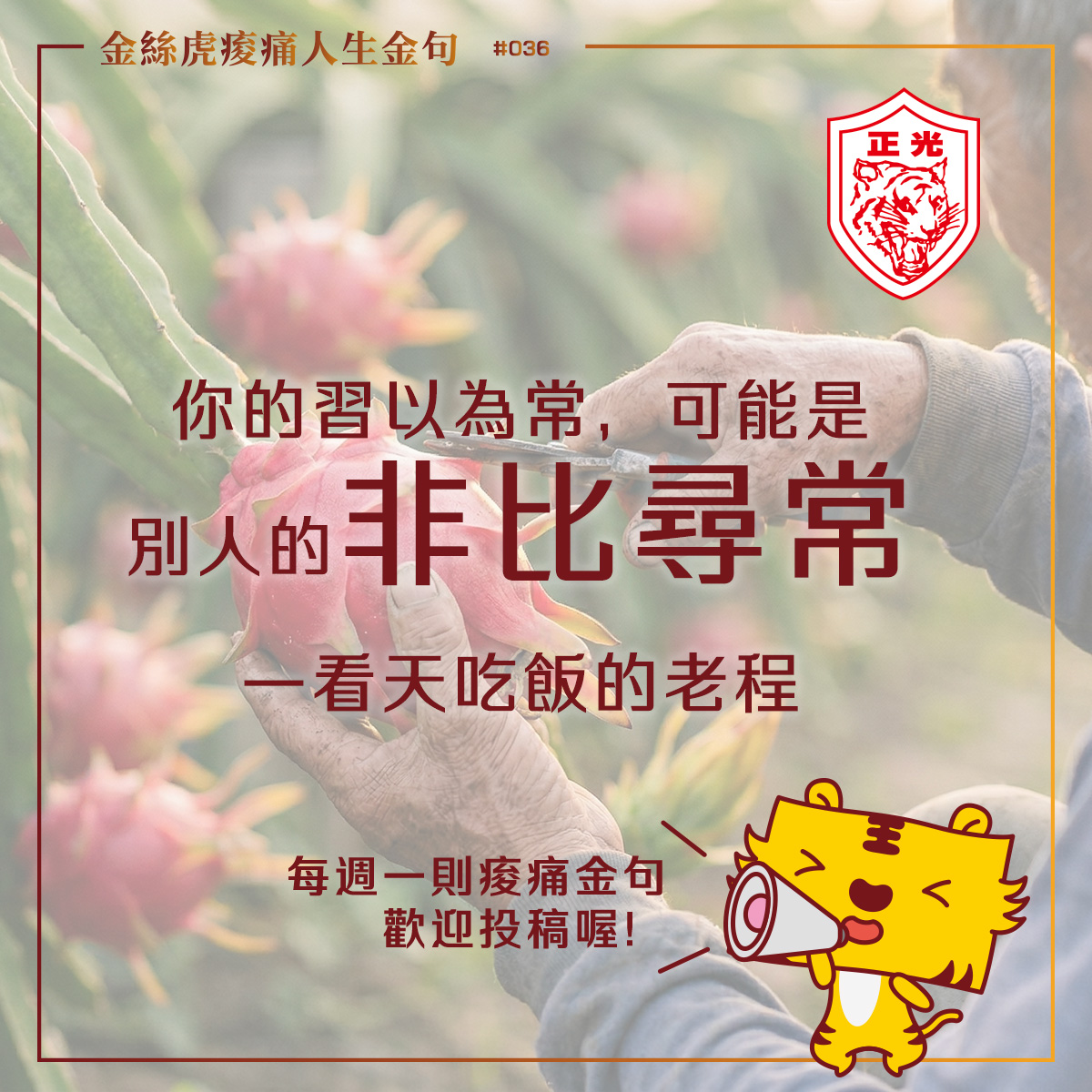 金絲虎痠痛人生金句專欄第 036 貼:一張火龍果田的溫暖寫實照。畫面中,雙手粗糙的老農正專注修剪紅潤的火龍果。圖中文字:「你的習以為常,可能是別人的非比尋常 ── 看天吃飯的老程」。右下角配有正光金絲虎手持大喇叭的可愛插畫,宣傳每週一則金句歡迎投稿。