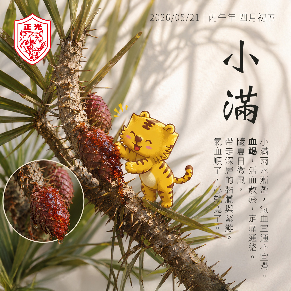 一張帶有東方節氣美學風格的方形插畫,以「小滿」為主題。畫面左側是一株長滿尖刺的麒麟竭藤,枝幹粗糙,表面覆蓋細長硬刺,紅褐色鱗片狀果實上覆著濕潤透亮的血竭樹脂,像紅色琥珀般在陽光下微微透光。旁邊有一個圓形特寫框,放大展示果實與樹脂細節。中央是一隻可愛的金絲虎角色,開心地伸出小爪觸碰血竭樹脂,表情充滿好奇與驚喜。右側留白搭配書法字體「小滿」,上方有日期「2026/05/21|丙午年 四月初五」,下方以直排文字寫著節氣短句:「小滿,雨水漸盈,氣血宜通不宜滯。血竭,活血散瘀,定痛通絡。隨夏日微風,帶走深層的黏膩與緊繃。氣血順了,心就寬了。」整體色調溫暖柔和,帶有午後陽光灑落的療癒感與中式草本氣息。