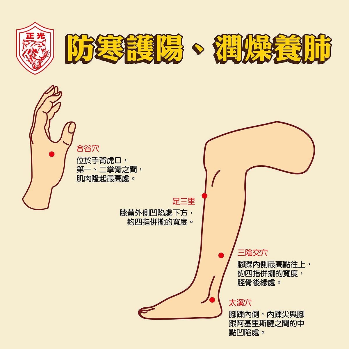 正光品牌節氣養生插圖，示範四大寒露養生穴位位置。分別標示手部的合谷穴、腿部的足三里穴、三陰交穴與太溪穴，並附有位置說明文字。整體以暖黃色背景與紅色標記呈現，主題為「防寒護陽、潤燥養肺」。