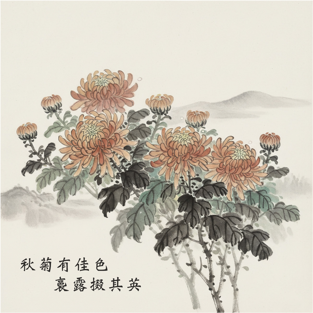 水墨國畫風格的菊花圖，橙黃花瓣層層盛開，葉片墨綠，背景是淡灰遠山與雲霧。畫面左下方題詩：「秋菊有佳色，裛露掇其英」，呈現出寒露節氣的詩意與秋日清雅氛圍。