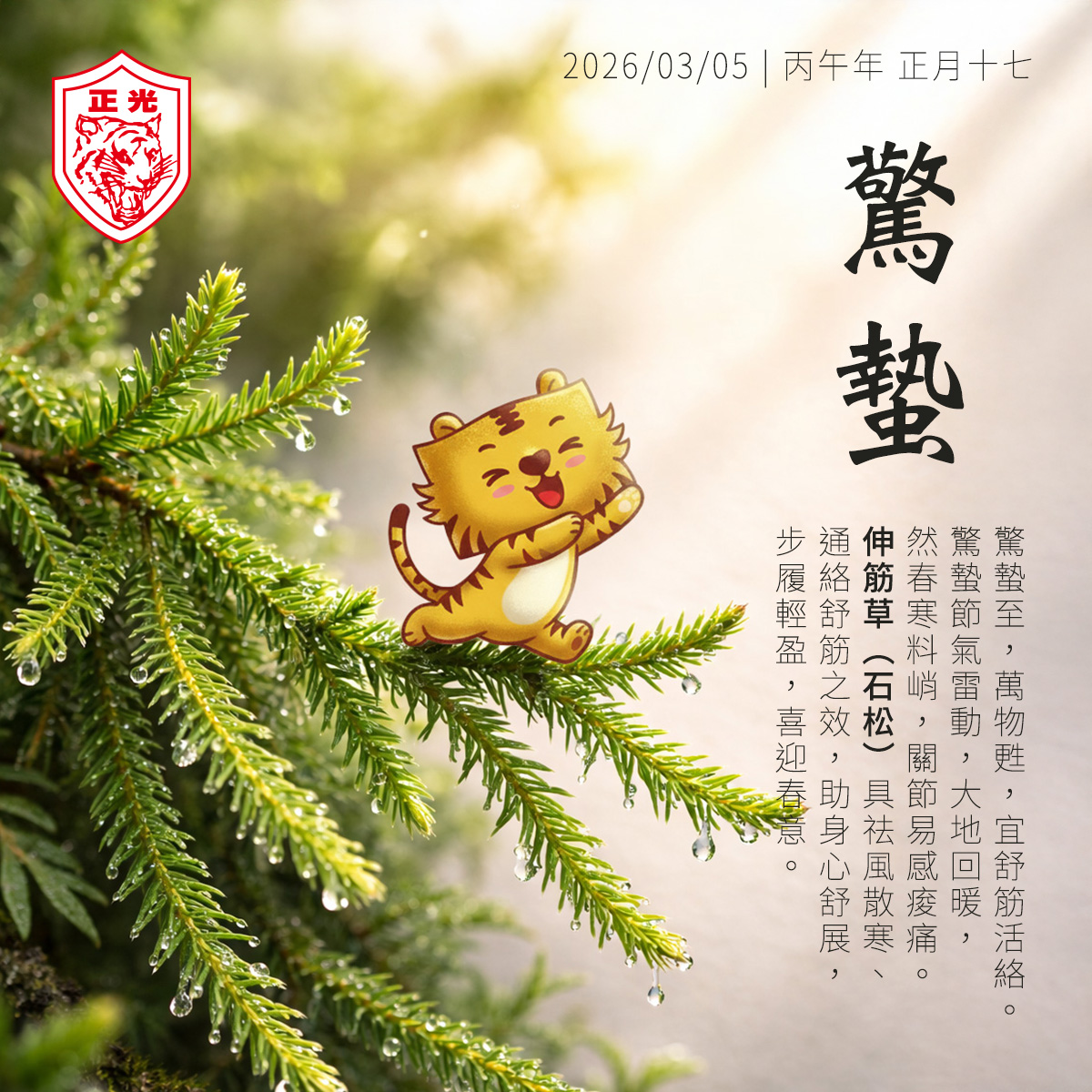 正光製藥 2026 年驚蟄節氣海報:以「伸筋草」為主題,搭配金絲虎吉祥物在翠綠松枝上舒展動作。文案介紹驚蟄養生宜舒筋活絡,並說明伸筋草祛風散寒、通絡舒筋之效。