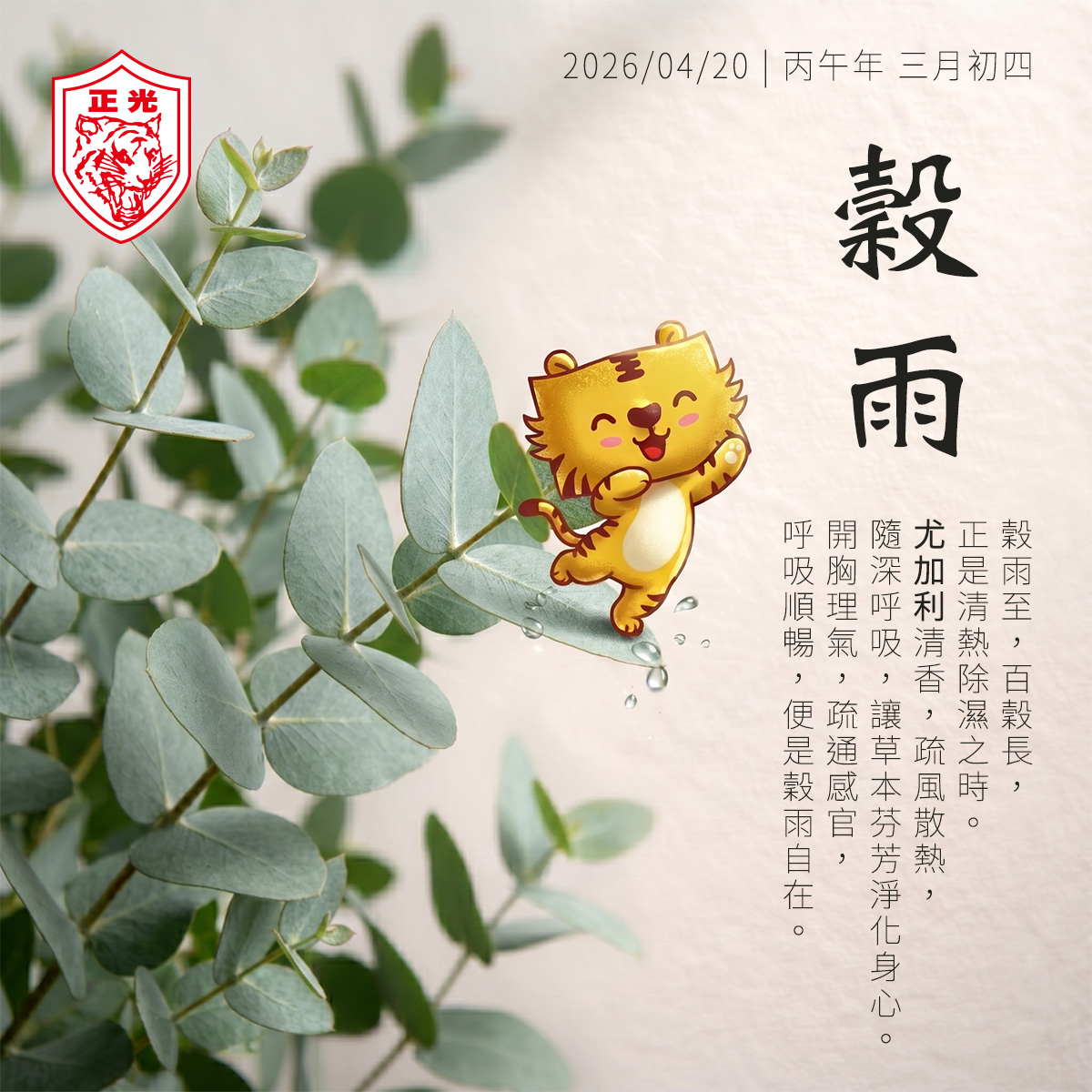 正光製藥「給身體的情書」穀雨篇視覺圖：背景為清新圓葉尤加利，Ｑ版金絲虎大字型跳躍於翠綠葉片上，水滴四濺。文字描述穀雨百穀生長，推薦以尤加利香氣疏風散熱、開胸理氣，找回通透自在的呼吸。