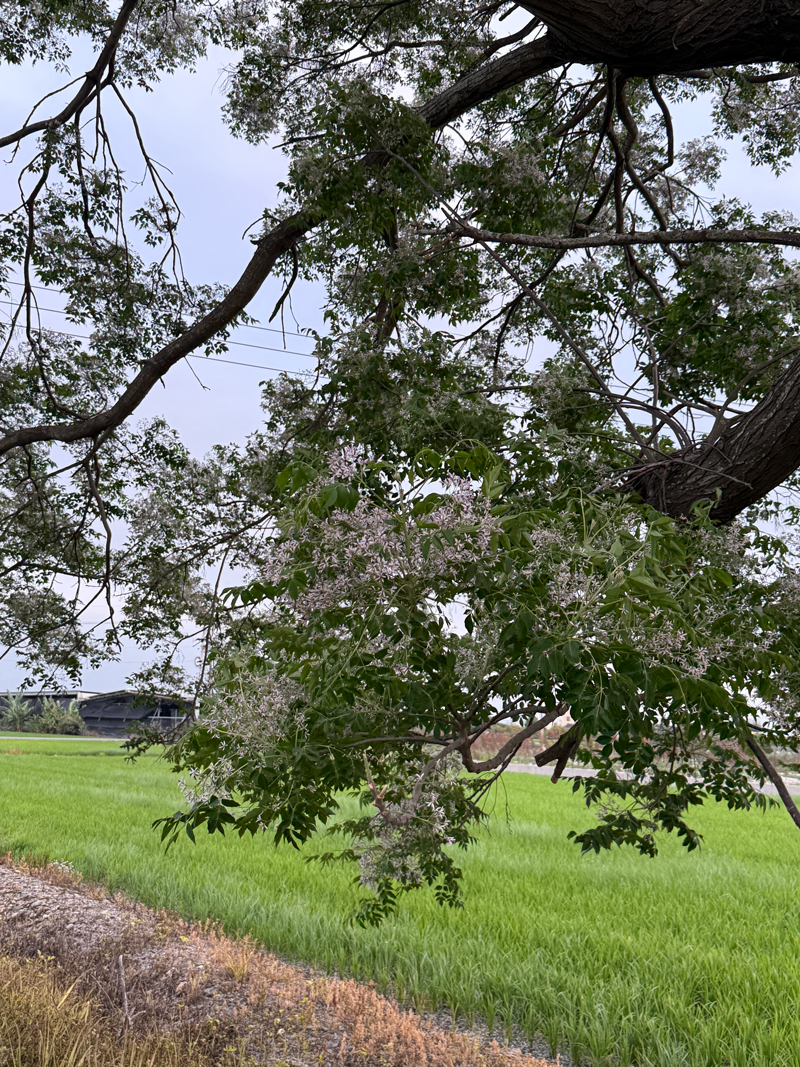 苦楝花紫白相間，淡雅的美感