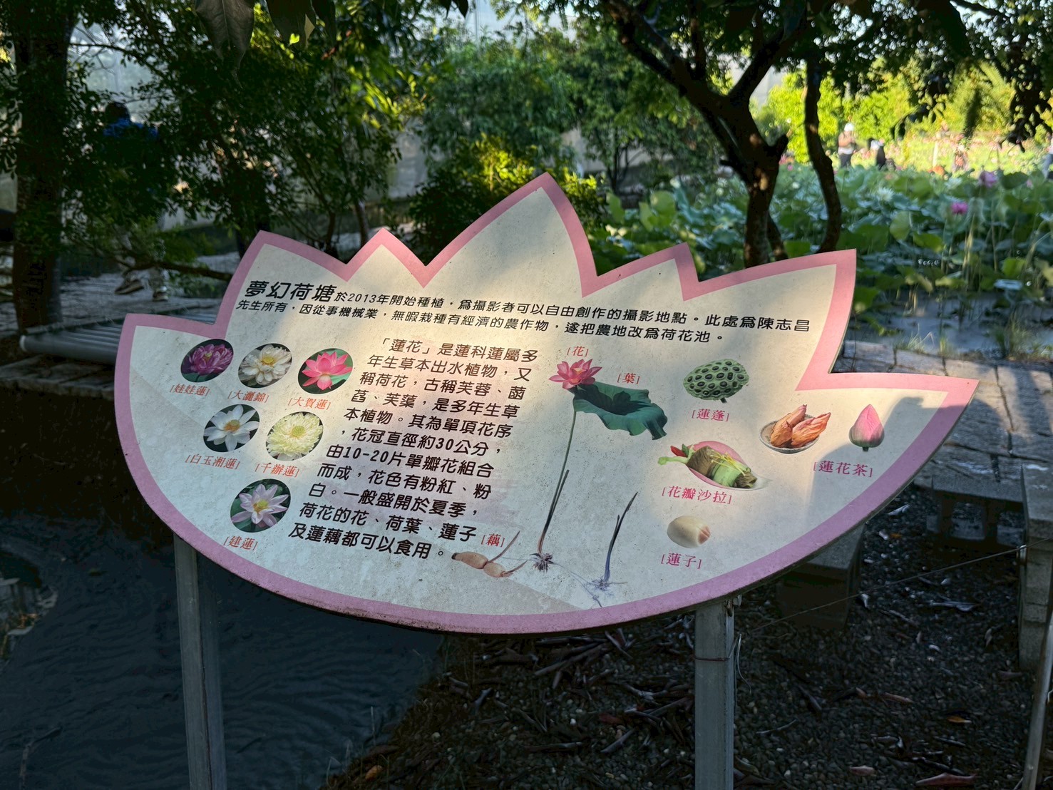 夢幻荷塘有6種荷花（蓮），歡迎來找找看！