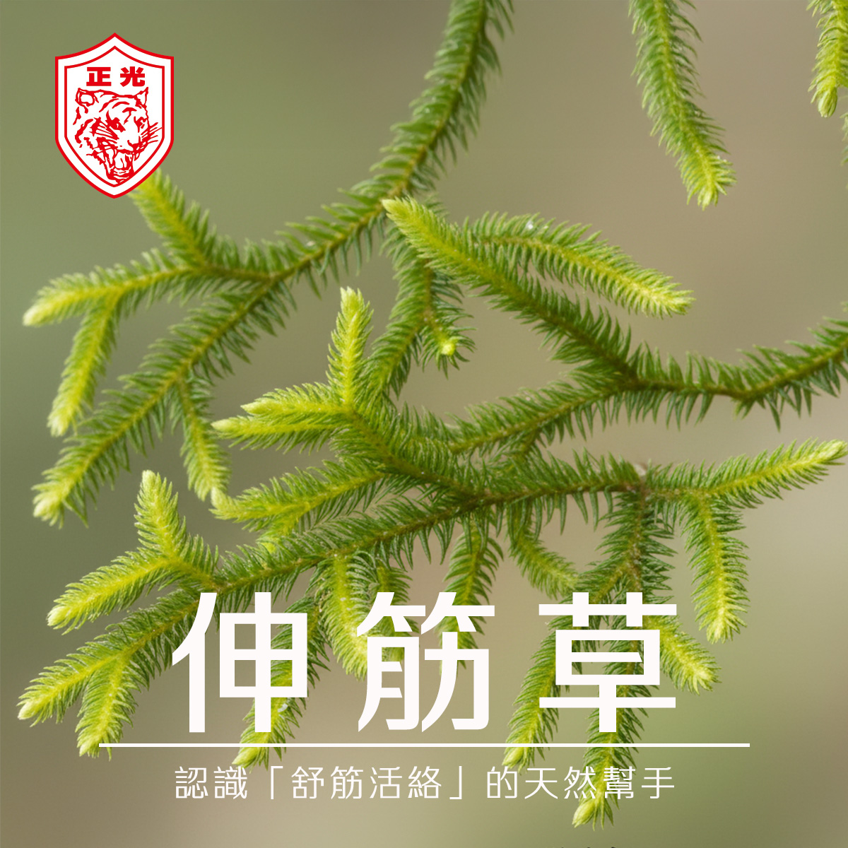 伸筋草是什麼？舒筋活絡、草本貼布應用與日常照護全解析