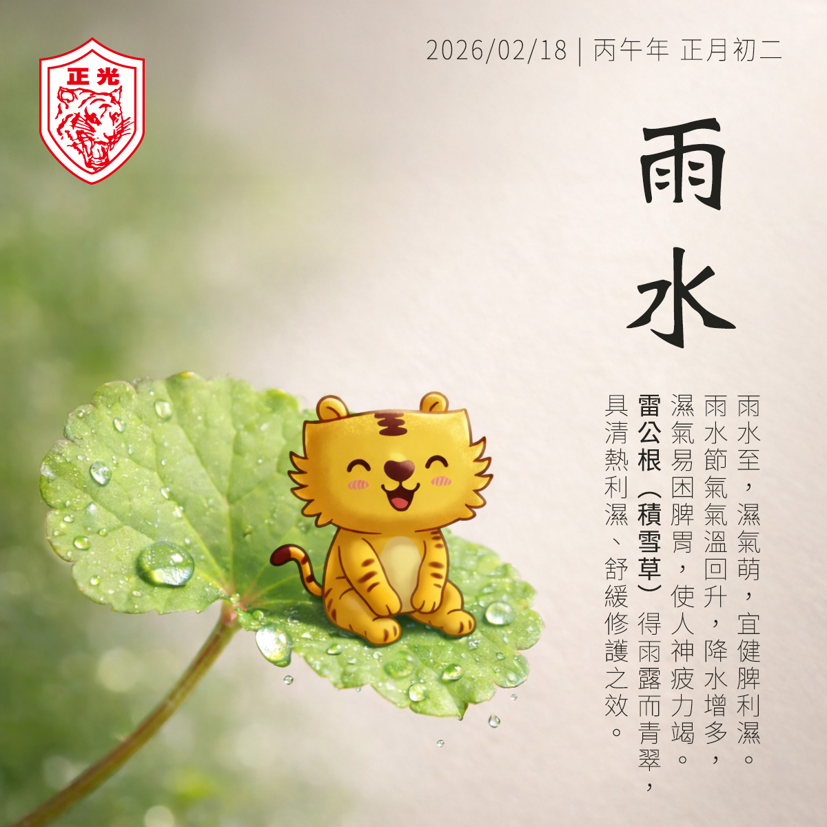 正光 2026 雨水節氣養生:雷公根(積雪草)與吉祥物金絲虎插畫。視覺呈現雨水節氣濕氣萌發、氣溫回升的特點,並強調雷公根具備清熱利濕、舒緩修復功效,陪伴用戶在雨水時節練習修復身心。