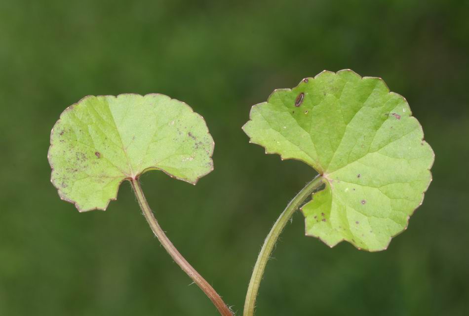 （圖片來源：認識植物 莊溪 ）