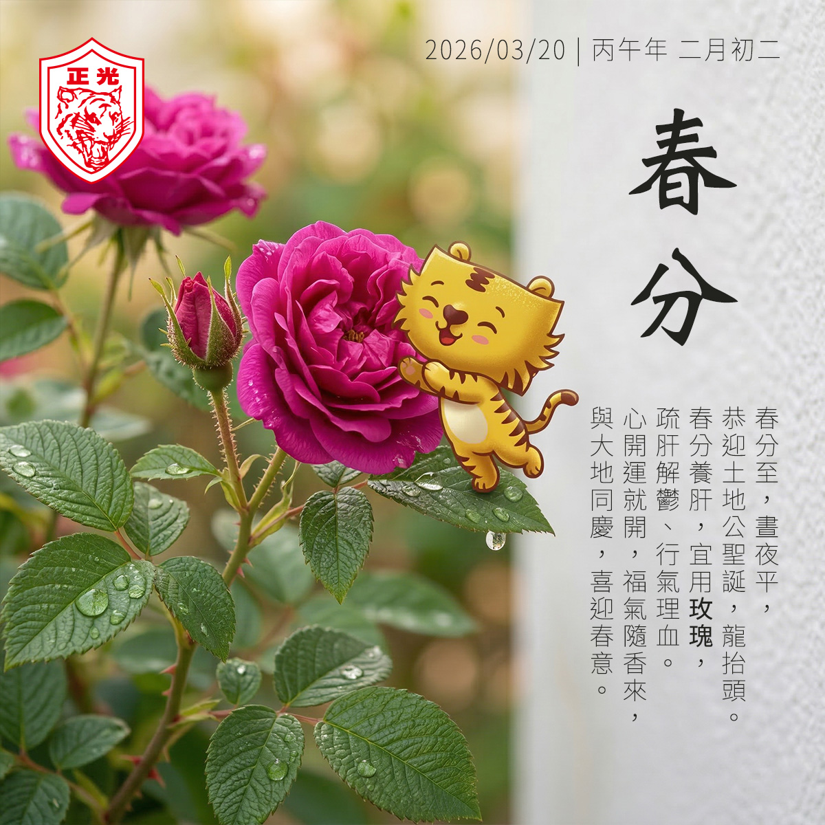 這是一張來自「正光製藥」的 2026 年「春分」節氣海報。海報左側是幾朵盛開的深紫紅色重瓣紅玫瑰，葉片具有正確的皺褶紋理（Rosa rugosa）特徵並沾有露珠。海報中央右側，一隻可愛的卡通小老虎趴在一片玫瑰葉子上，正擁抱著一朵玫瑰花。  海報上方有「正光製藥」的虎頭 logo（紅白色）以及日期「2026/03/20 | 丙午年 二月初二」。海報右側有直排的書法字標題「春分」，下方是一段直排的說明文字：「春分至，晝夜平，恭迎土地公聖誕，龍抬頭。春分養肝，宜用玫瑰，疏肝解鬱、行氣理血。心開運就開，福氣隨香來，與大地同慶，喜迎春意。」海報右側背景為柔和的灰白色紋理牆面。