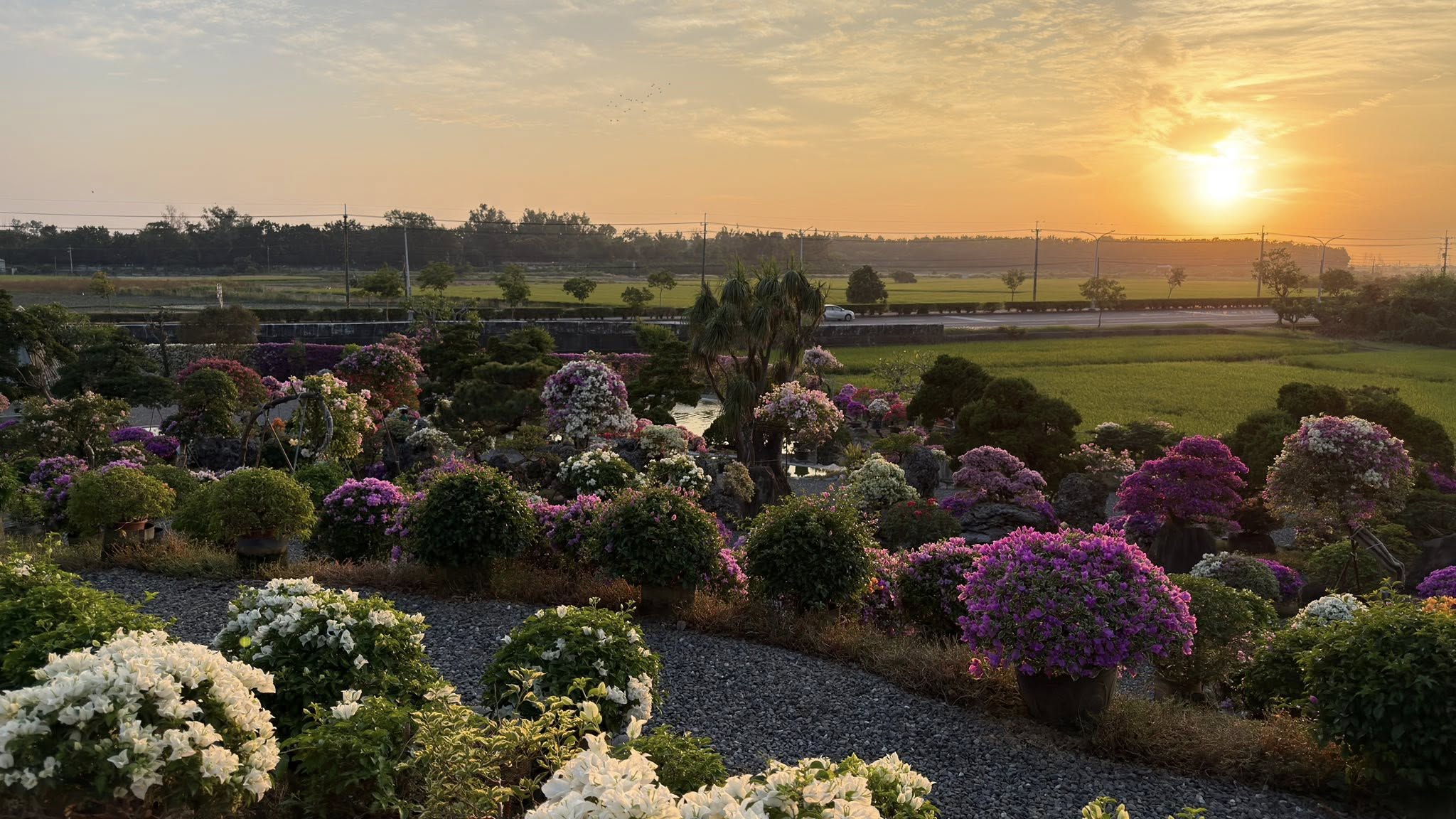 藏九花園的一角,九重葛伴著夕陽特別美